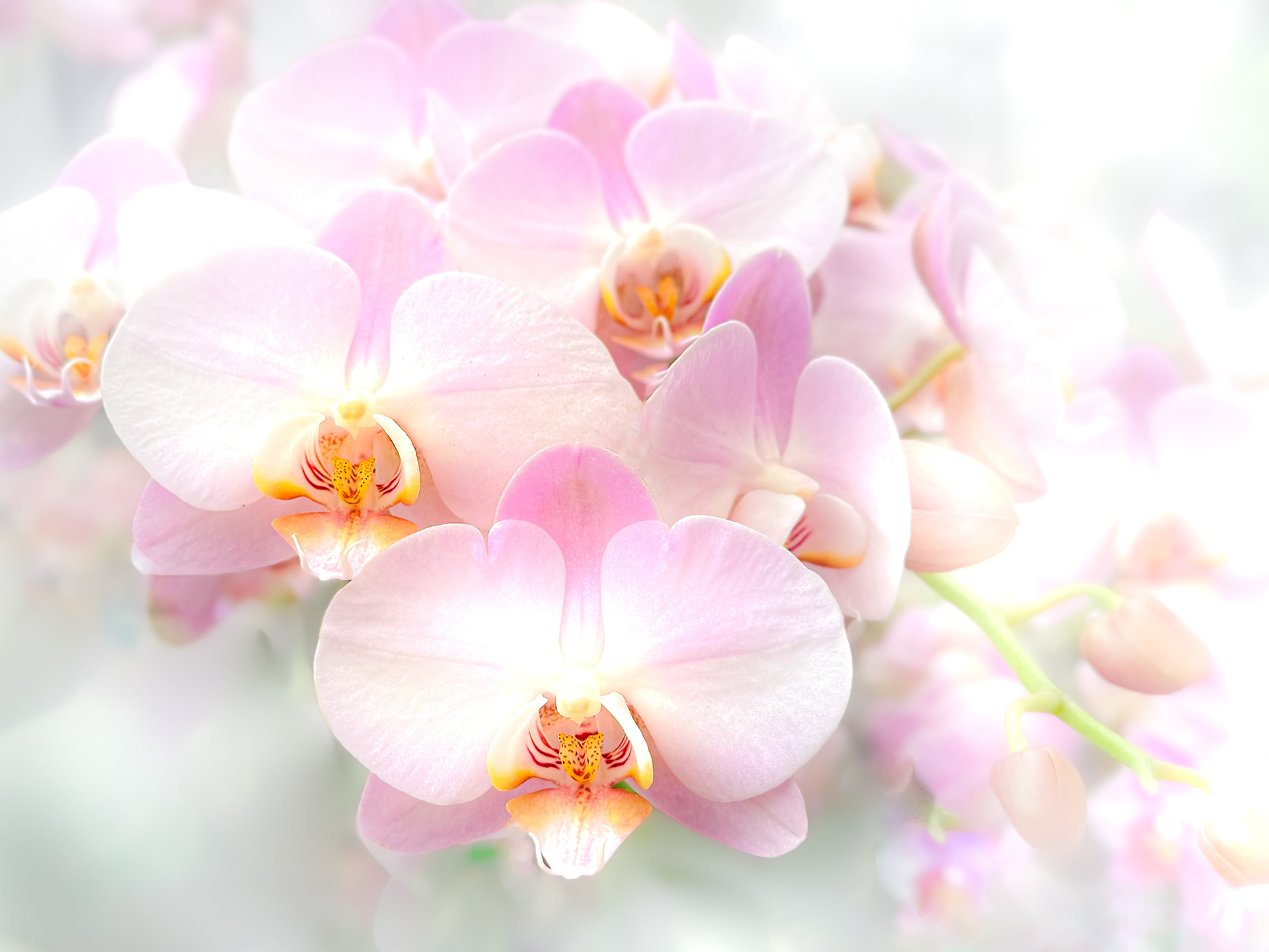 Orchids 6