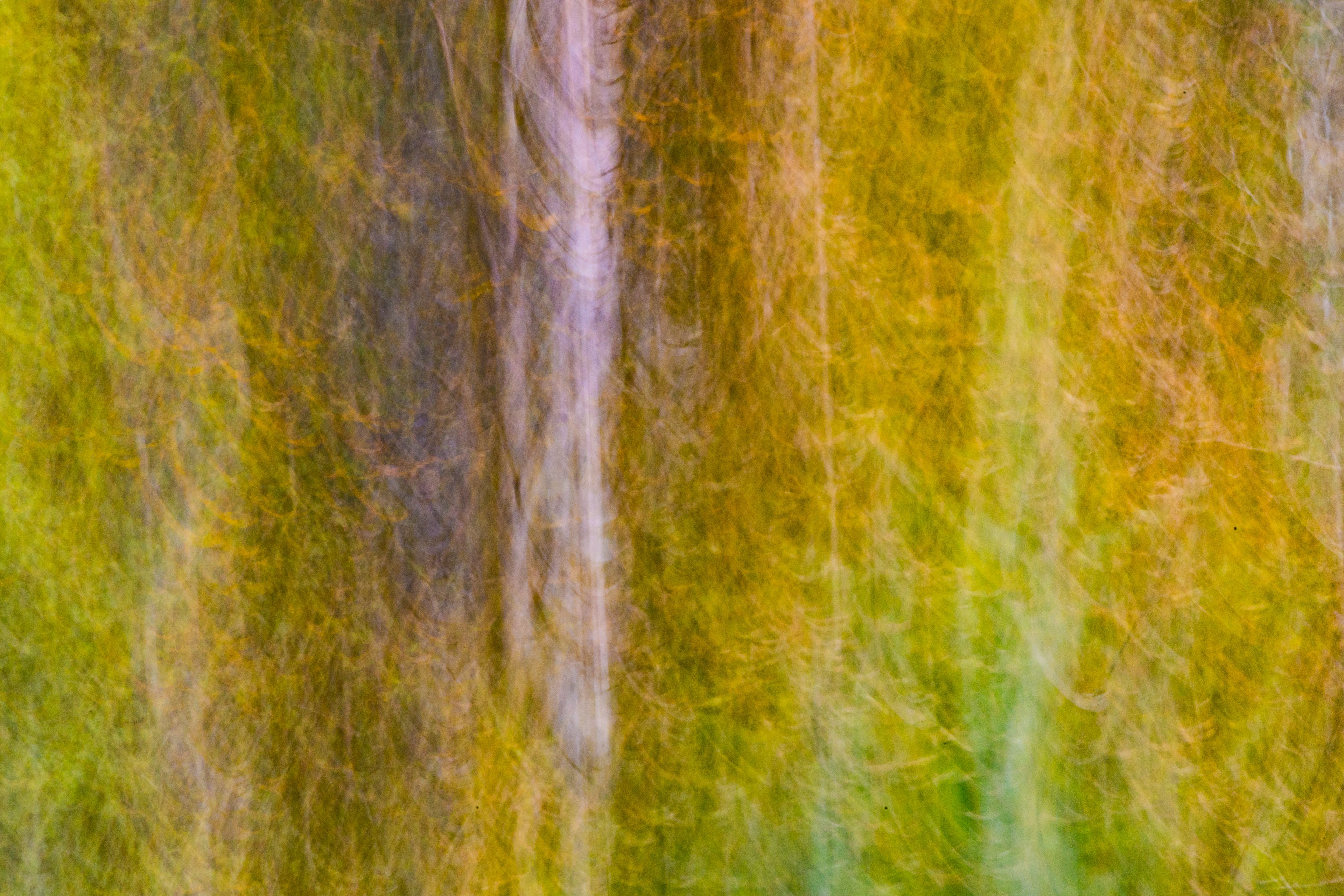 Birches in Autumn III