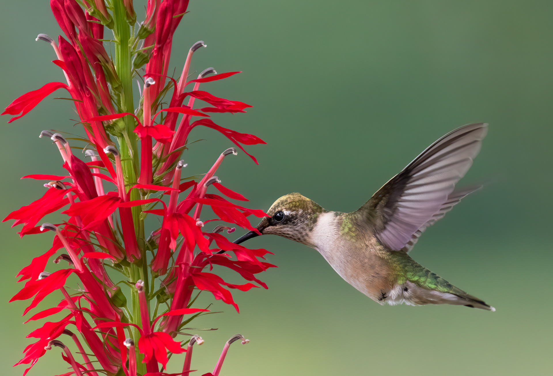 Ruby-throated Hummingbird in Cardinal Flower