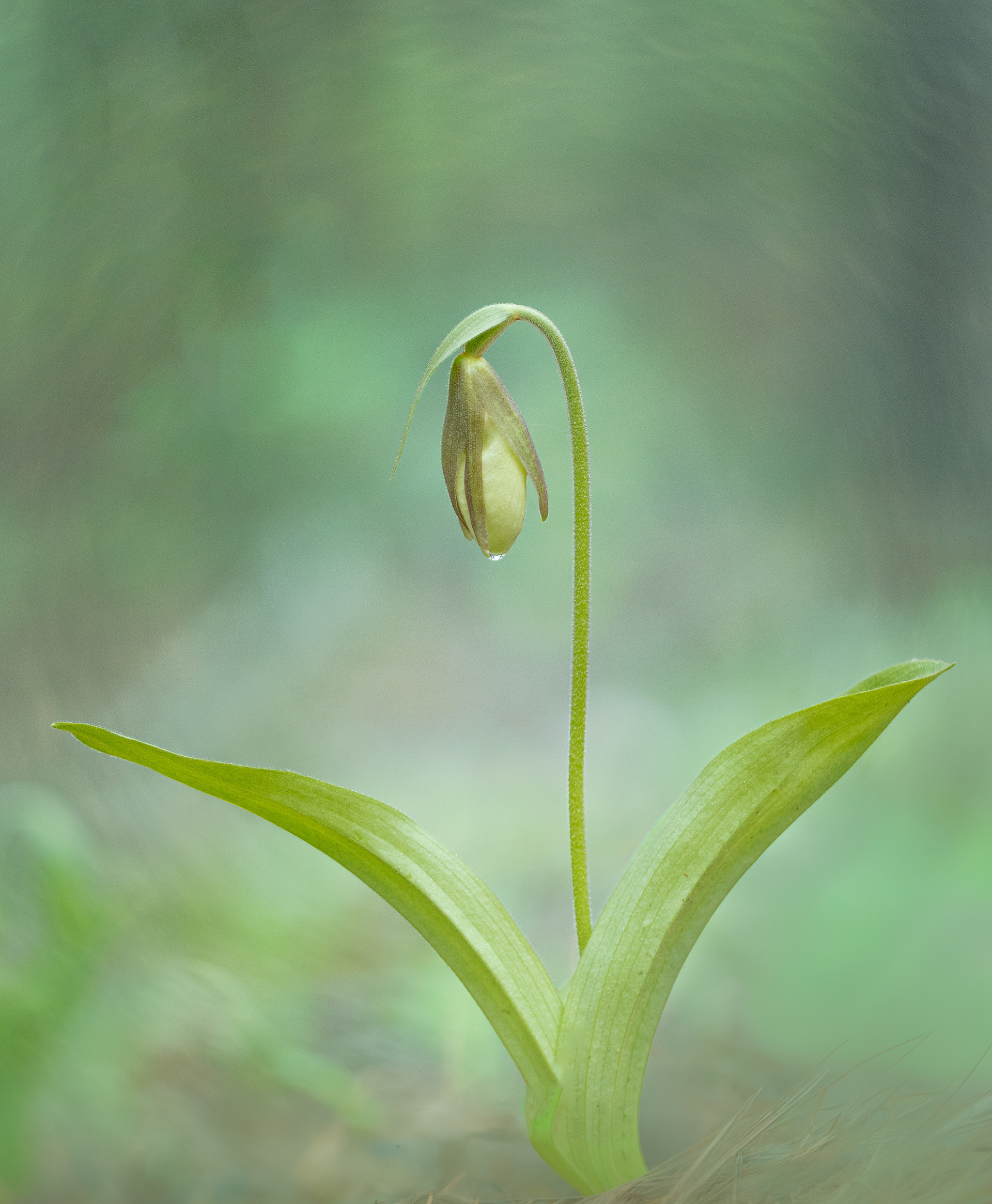 Becoming ~ Lady Slipper