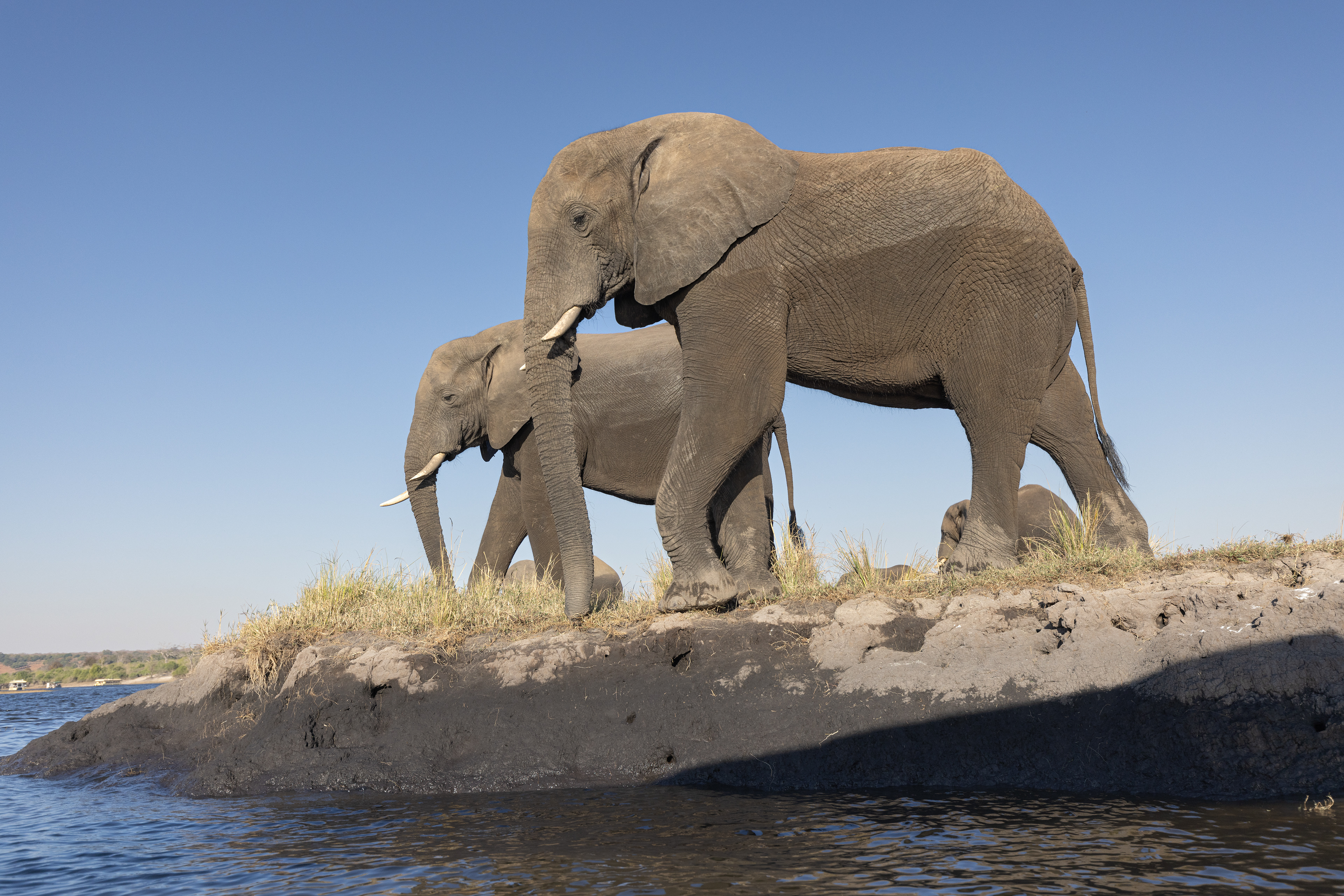 Wide angle view of elephants close to shore
