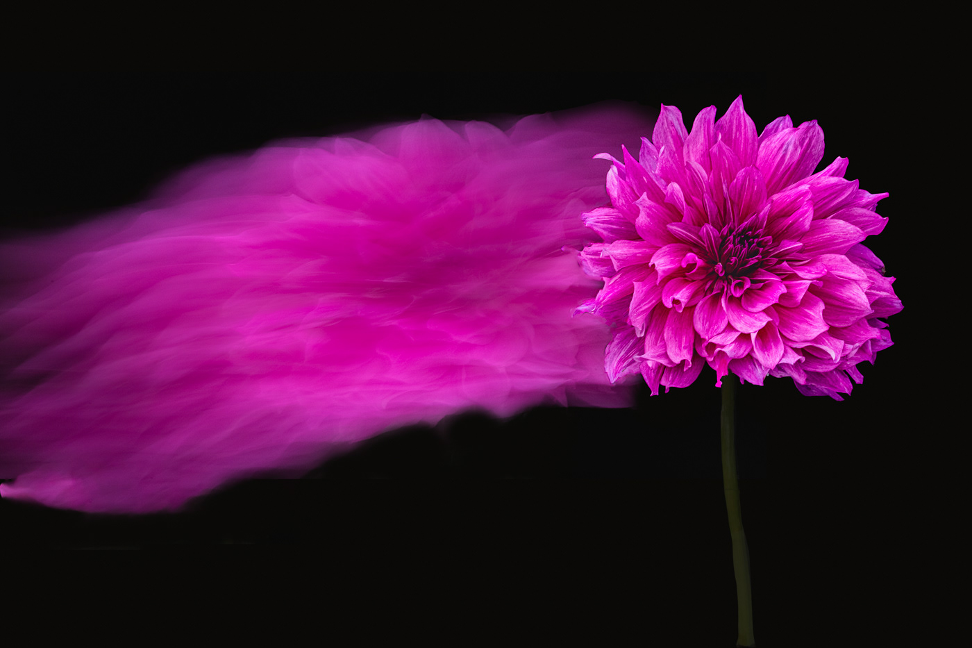 Magenta Dahlia Dance