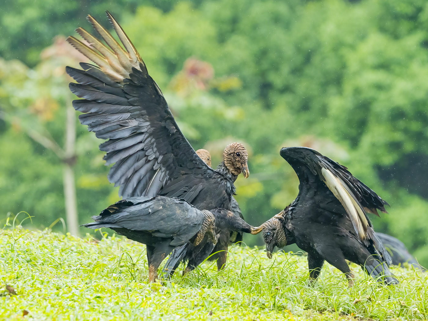 Black Vulture Fight