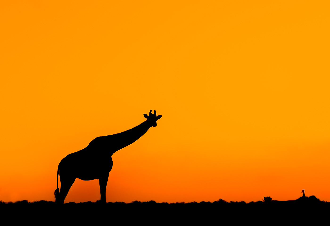 Goodnight Giraffe ~ Giraffes photographed at sunset along the Chobe River, Botswana. 