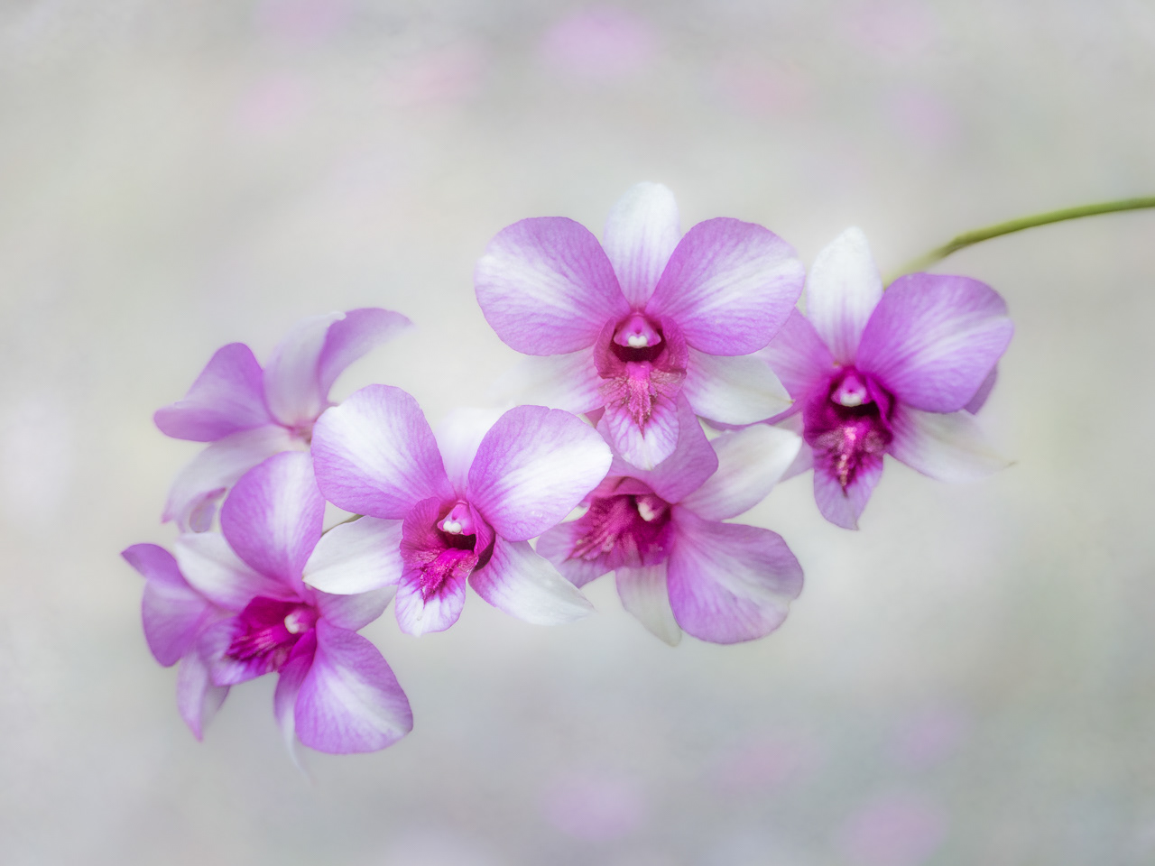 Orchids II
