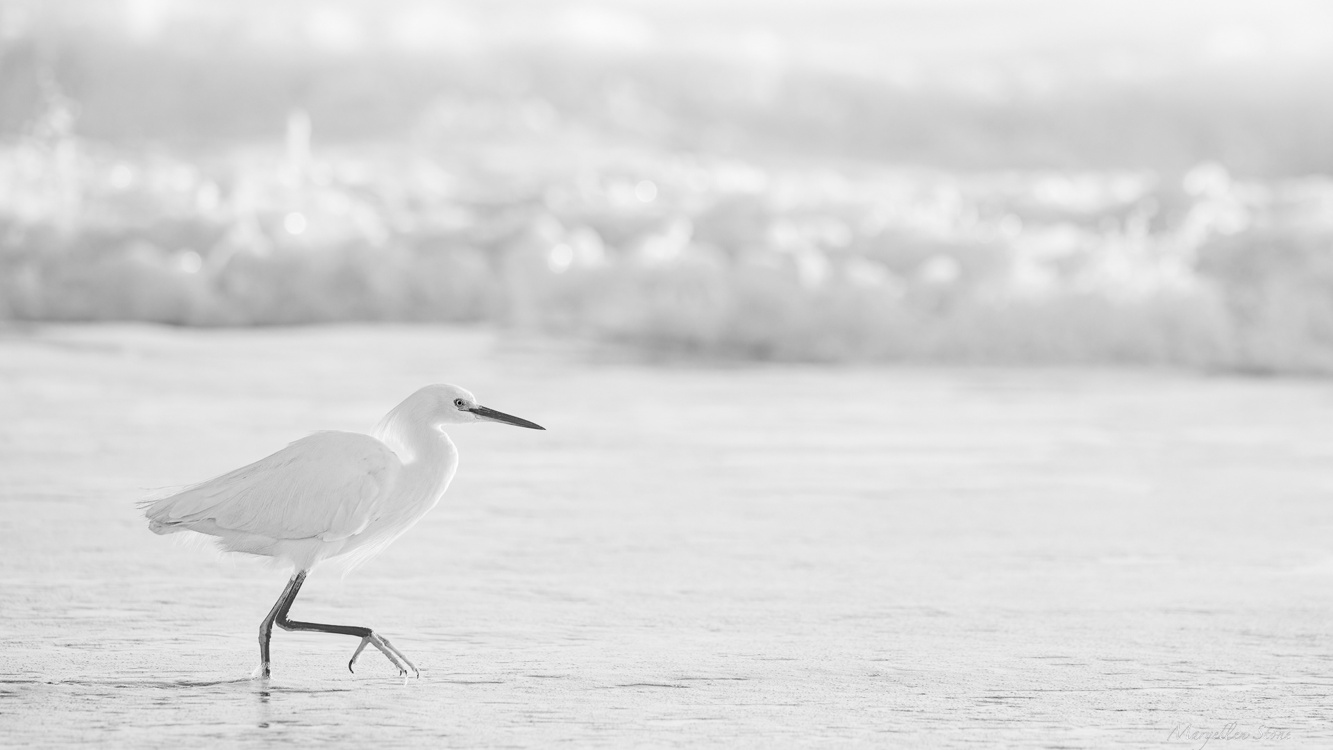 Snowy Egret On the beaches of St. Augustine FL.