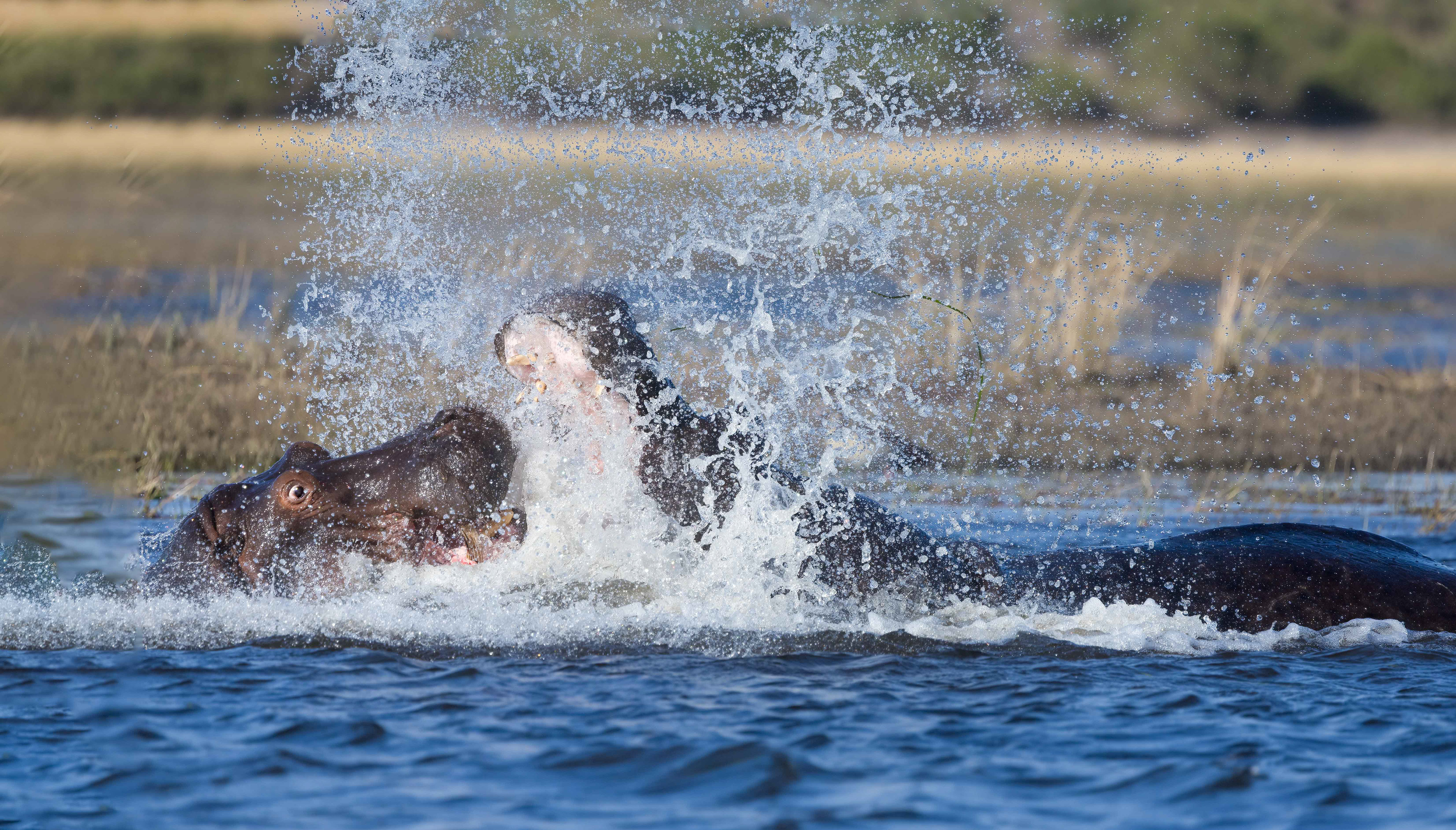 Hippo Ruckus