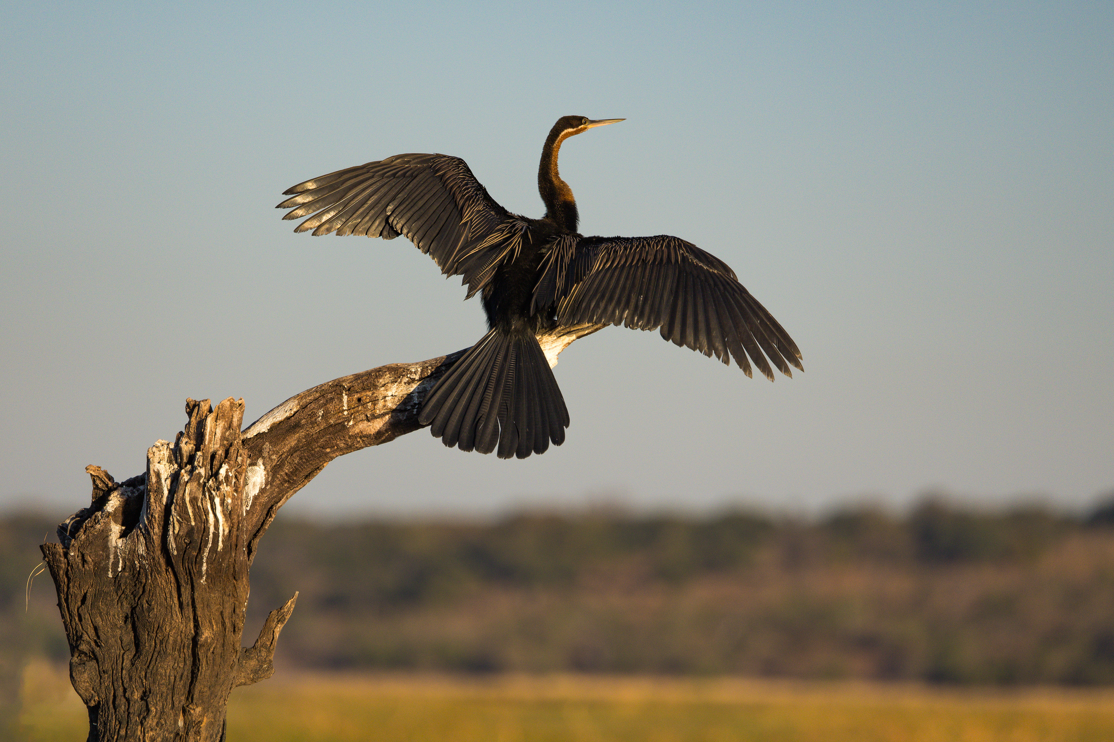 African Darter drying wings