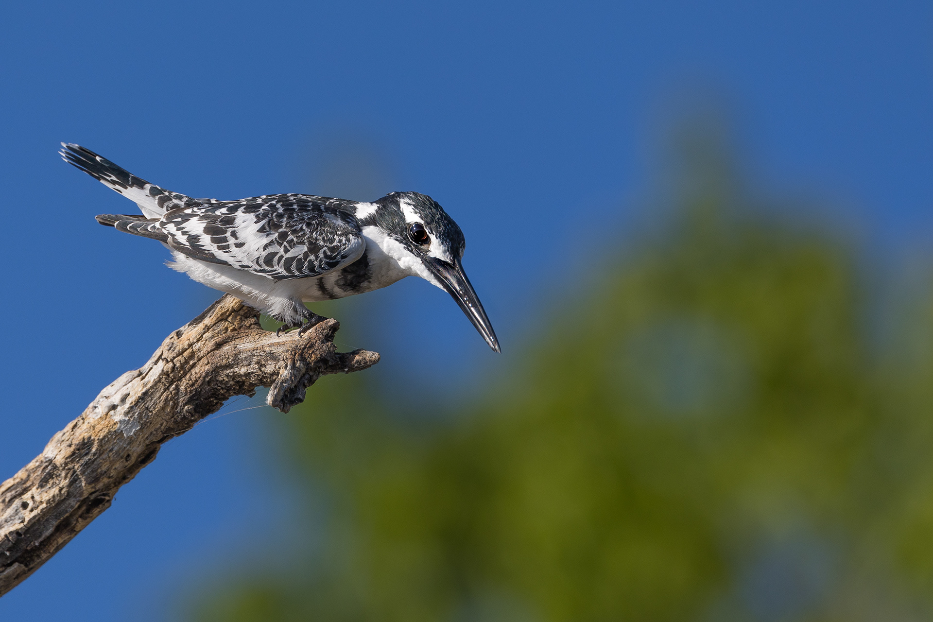 Pied Kingfisher ~ On The Hunt