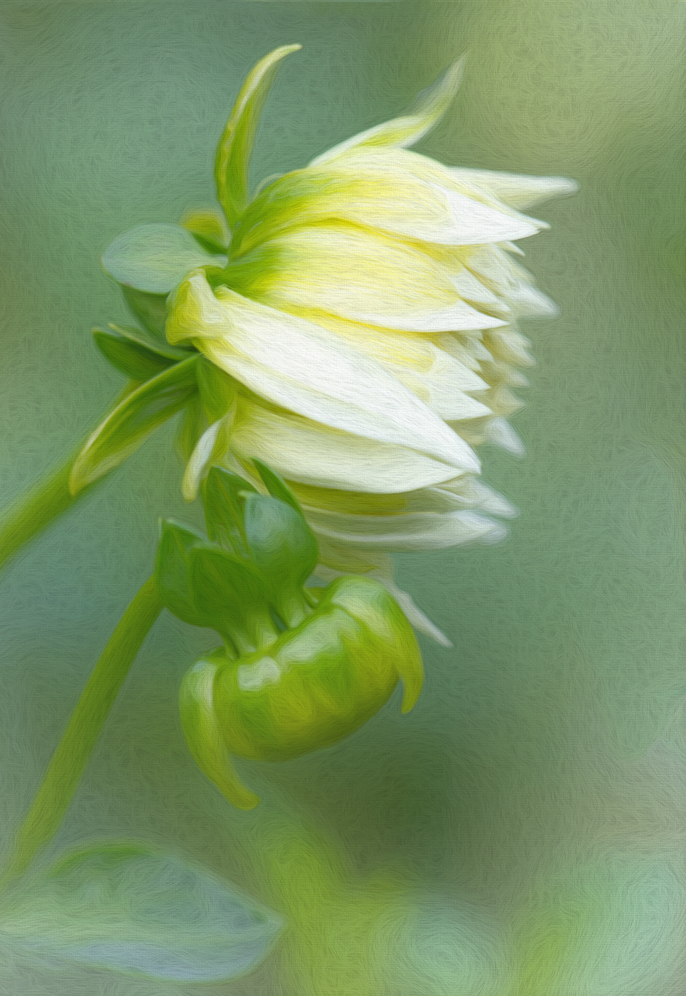 Tenderness ~ These two dahlias showed such a sweet, tender story together in a local garden. 