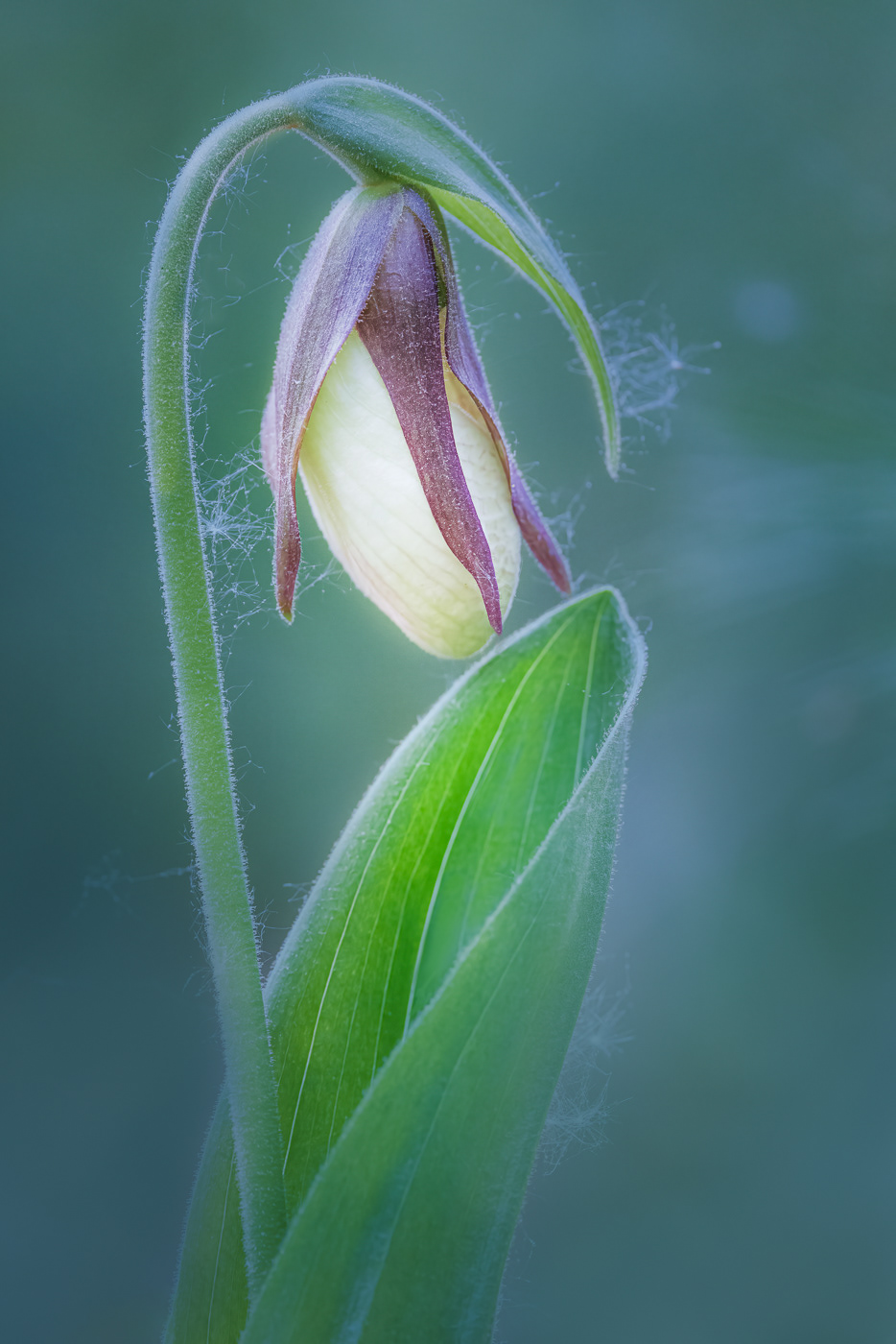 Lady Slipper 6590