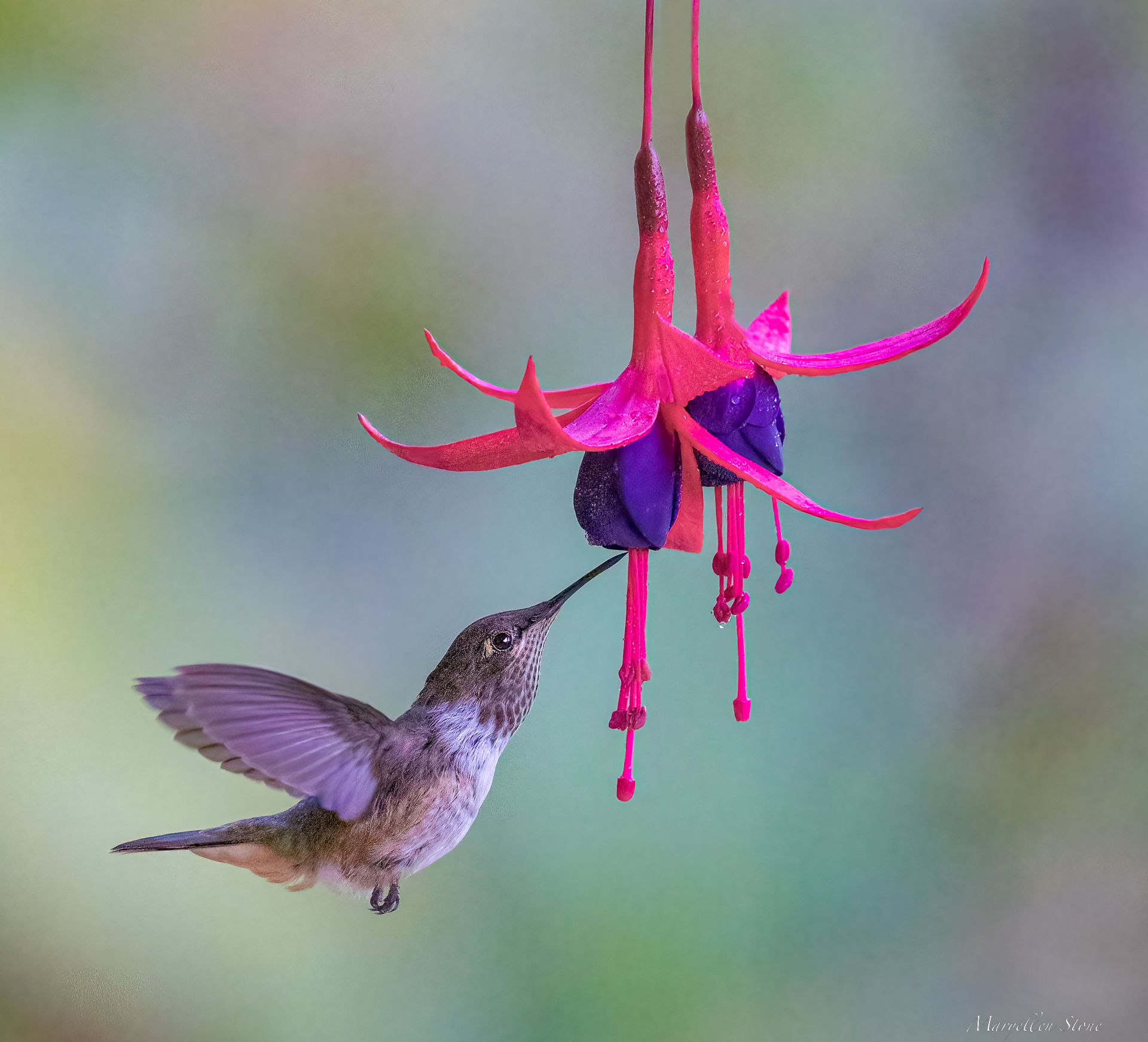 The Approach II A Volcano Hummingbird delicately approaches. Fond memories of Costa Rica 2022.