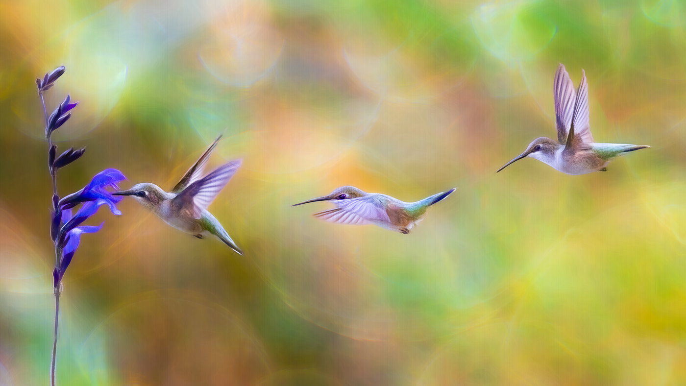 The Approach ~ A Ruby-throated Hummingbird making her approach in my garden. 