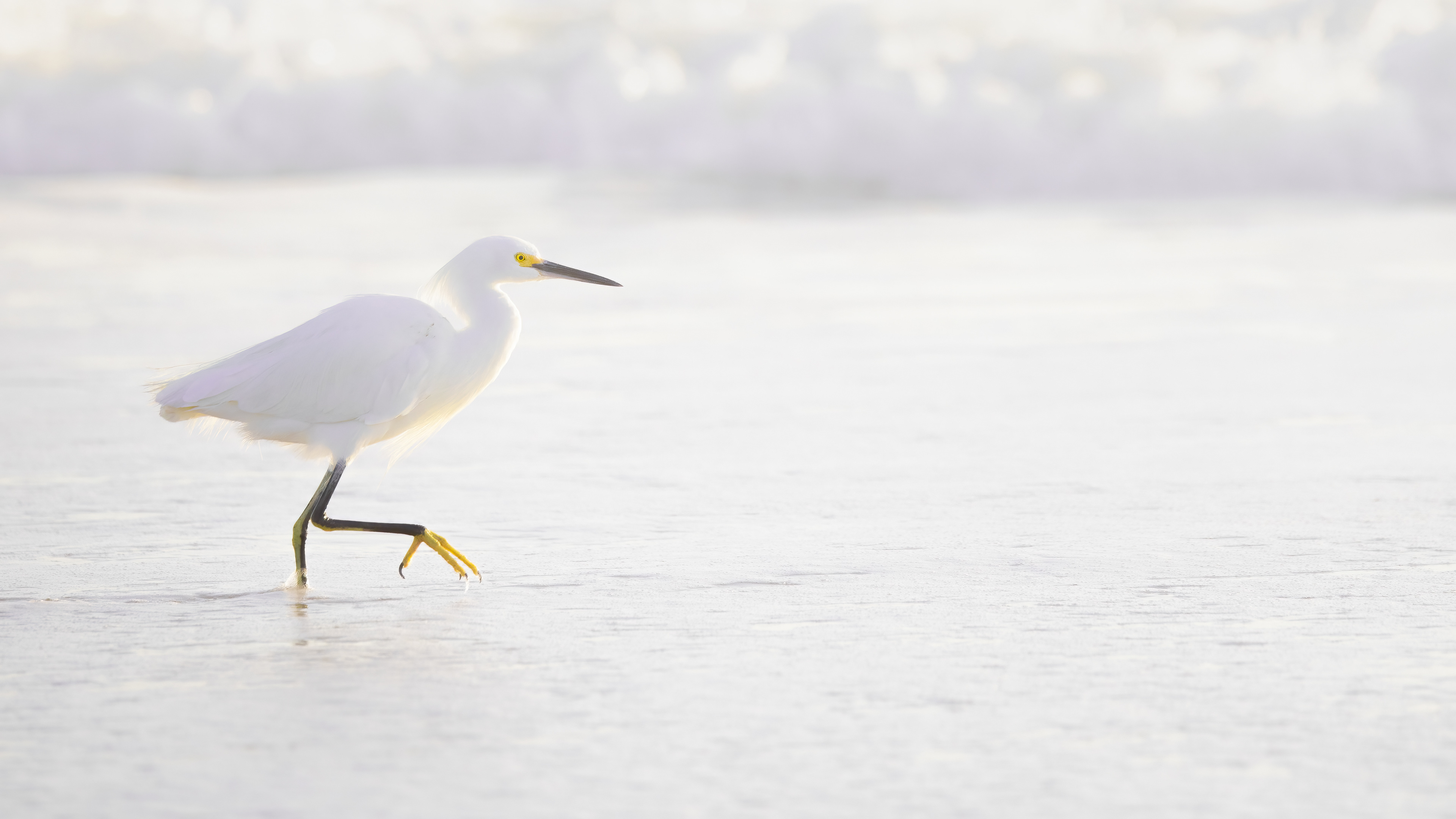 Snowy Egret