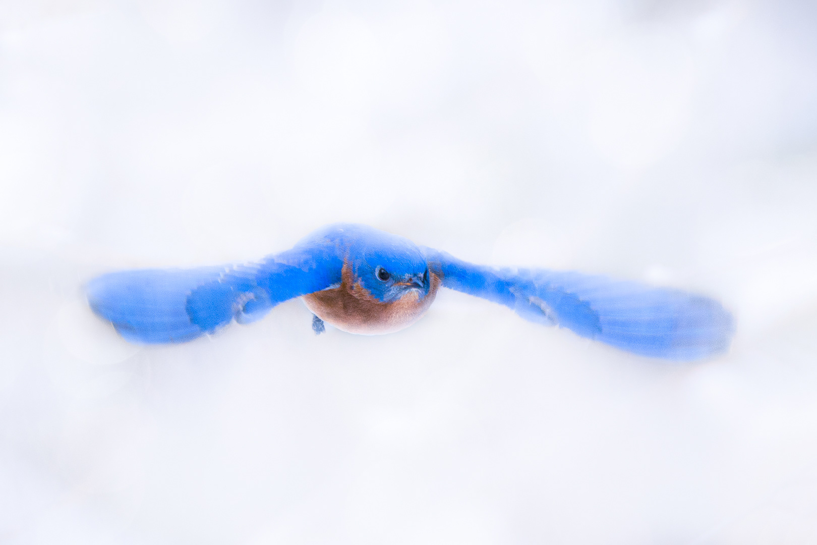 Eastern Bluebird in flight