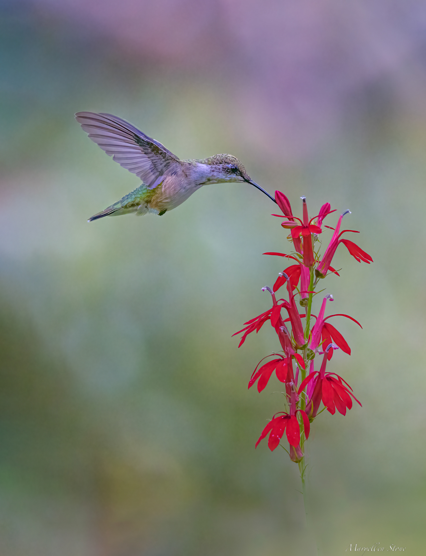 First Sip From one of my favorite little gardens on Cape Cod. Simply lovely Ruby-throated Hummingbird in late afternoon. Such a peaceful place!