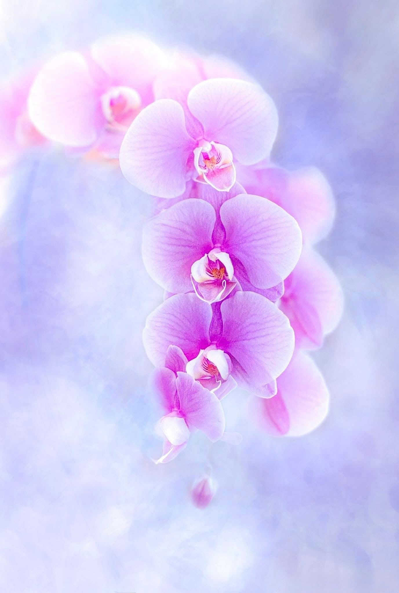 Orchid 12