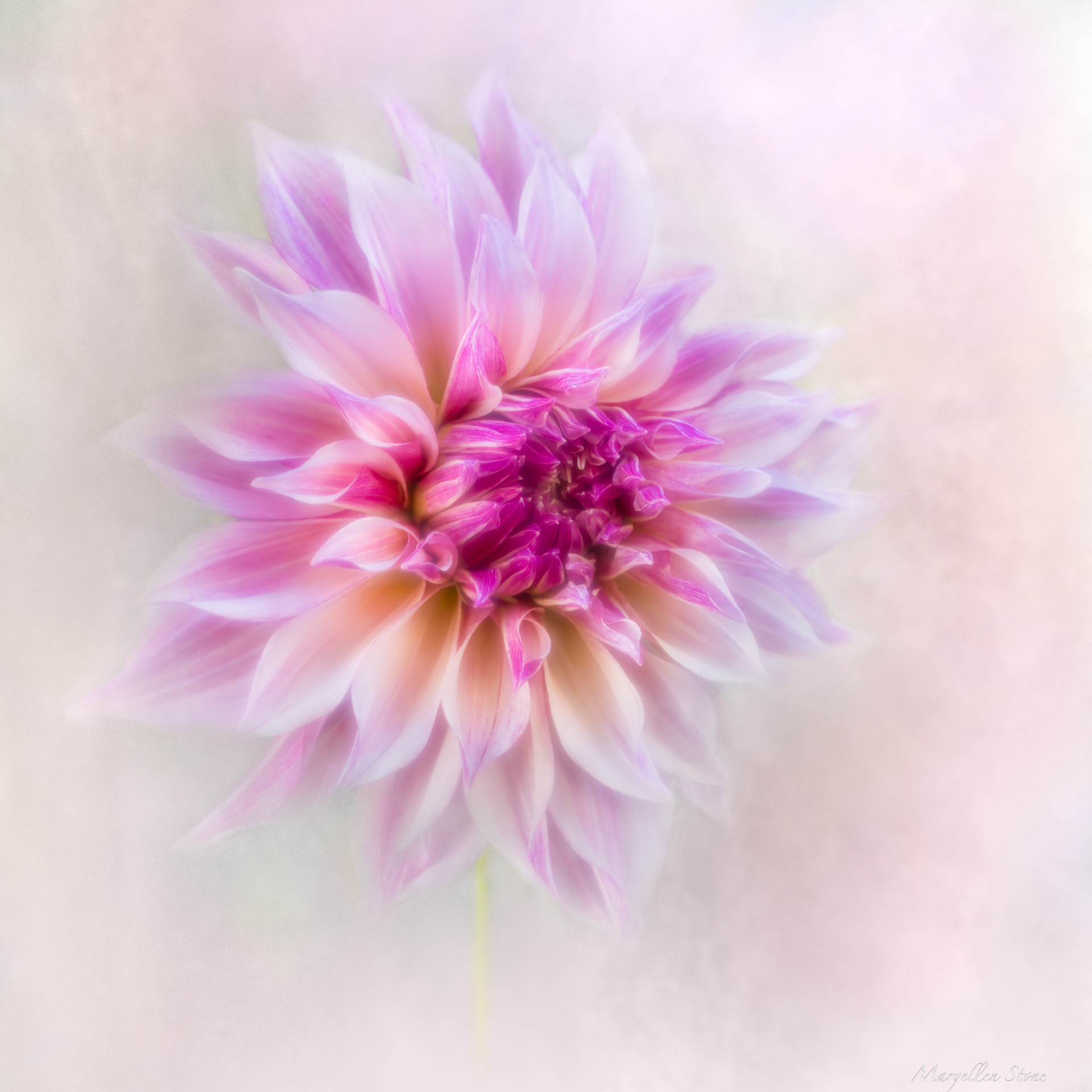 Garden Dahlia A dahlia photographed in my garden on a special, but sad day.