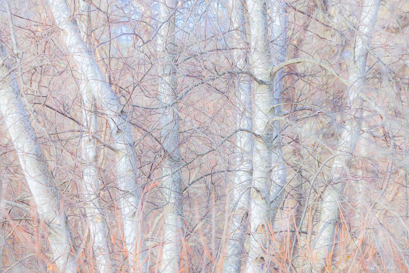 "Birches" ~ First Place Photography
