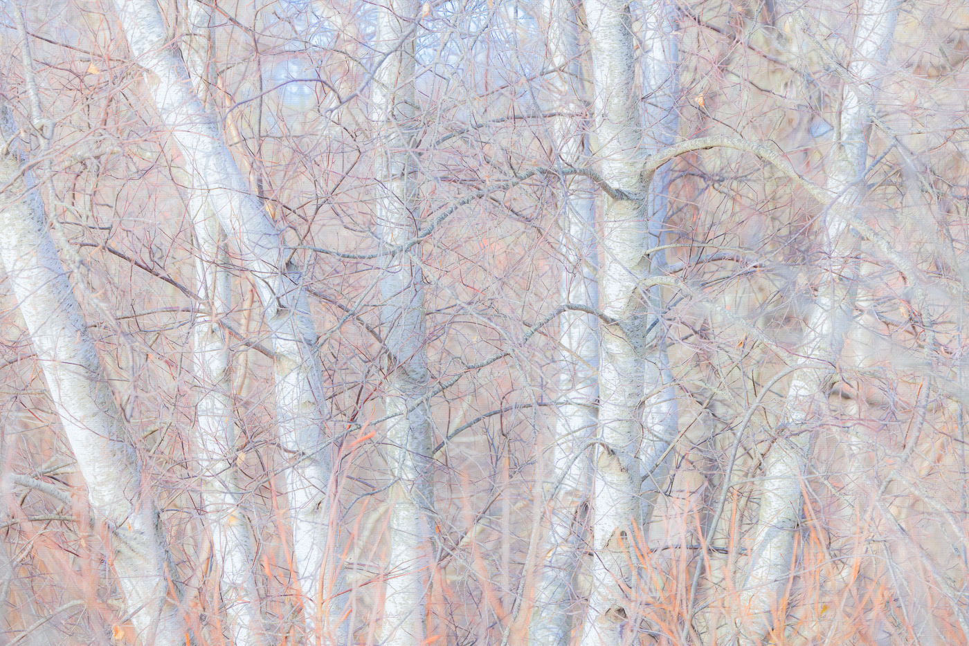 Birches ~ From the Parker River Wildlife Refuge, a favorite stand of mine photographed throughout the years and edited differently.