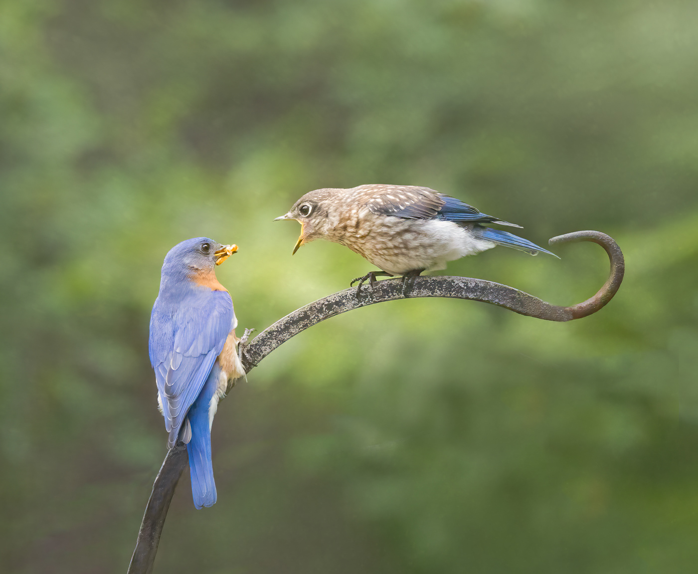 Juvenile Eastern Bluebird Begging