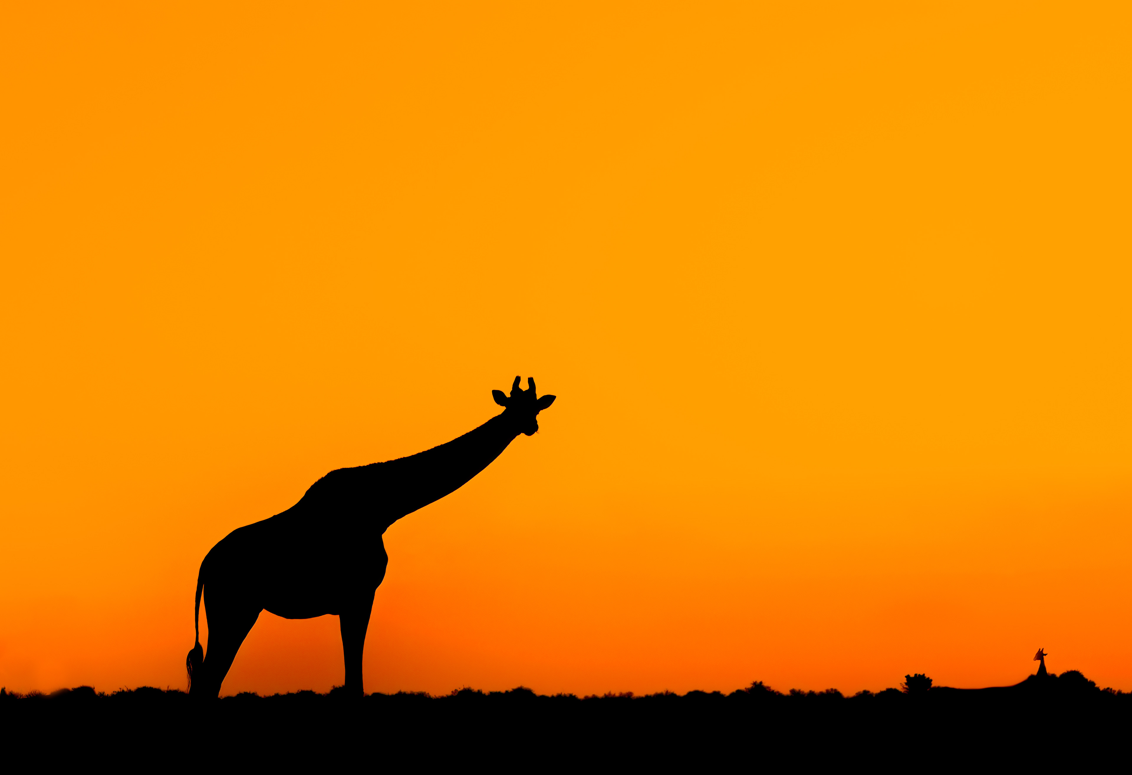 Goodnight Giraffe