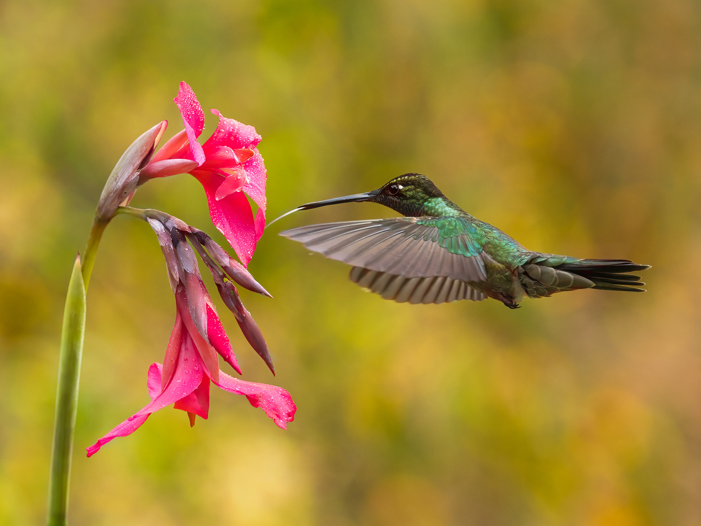 Just a Sip, Talamanca Hummingbird