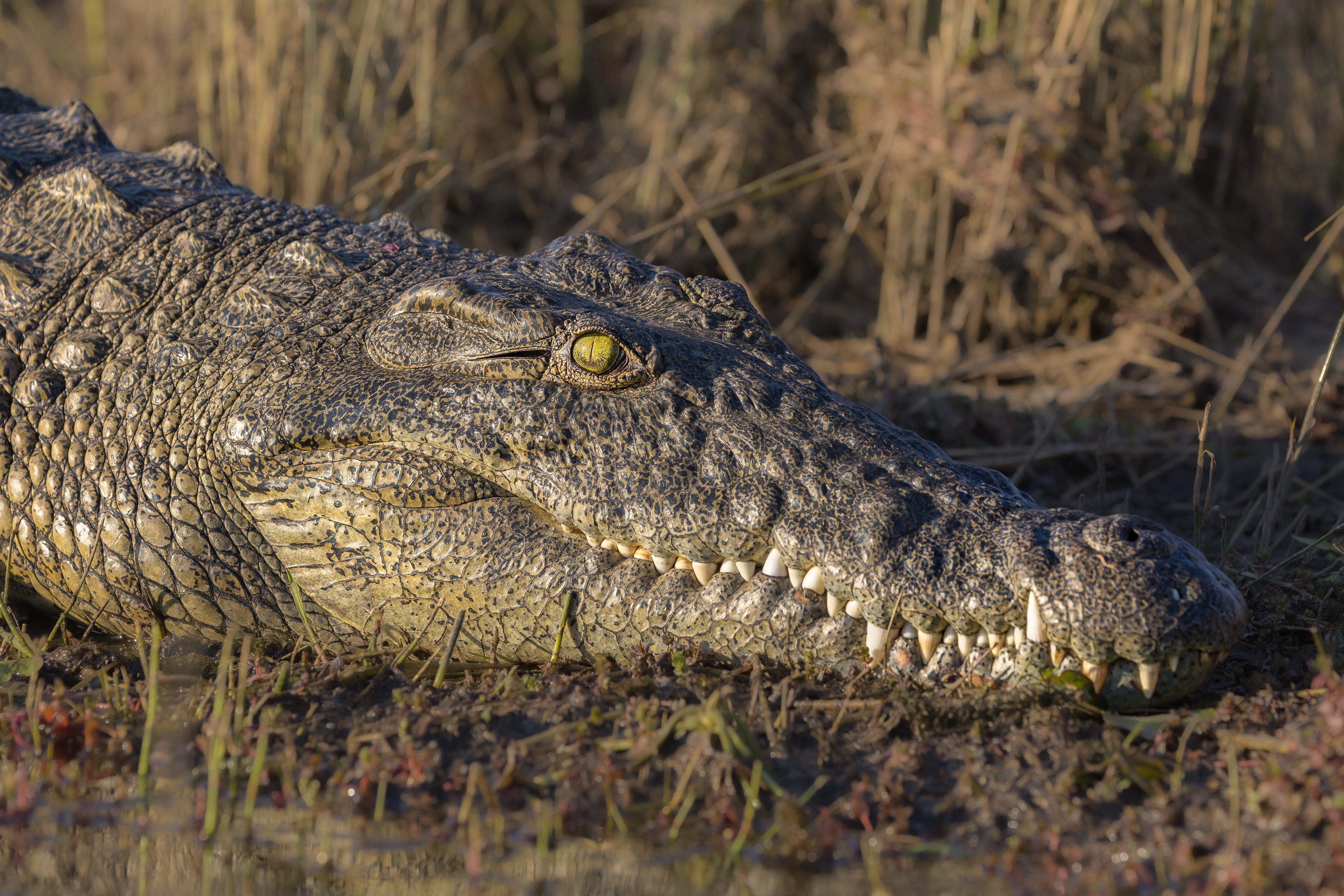 Nile Crocodile Portrait