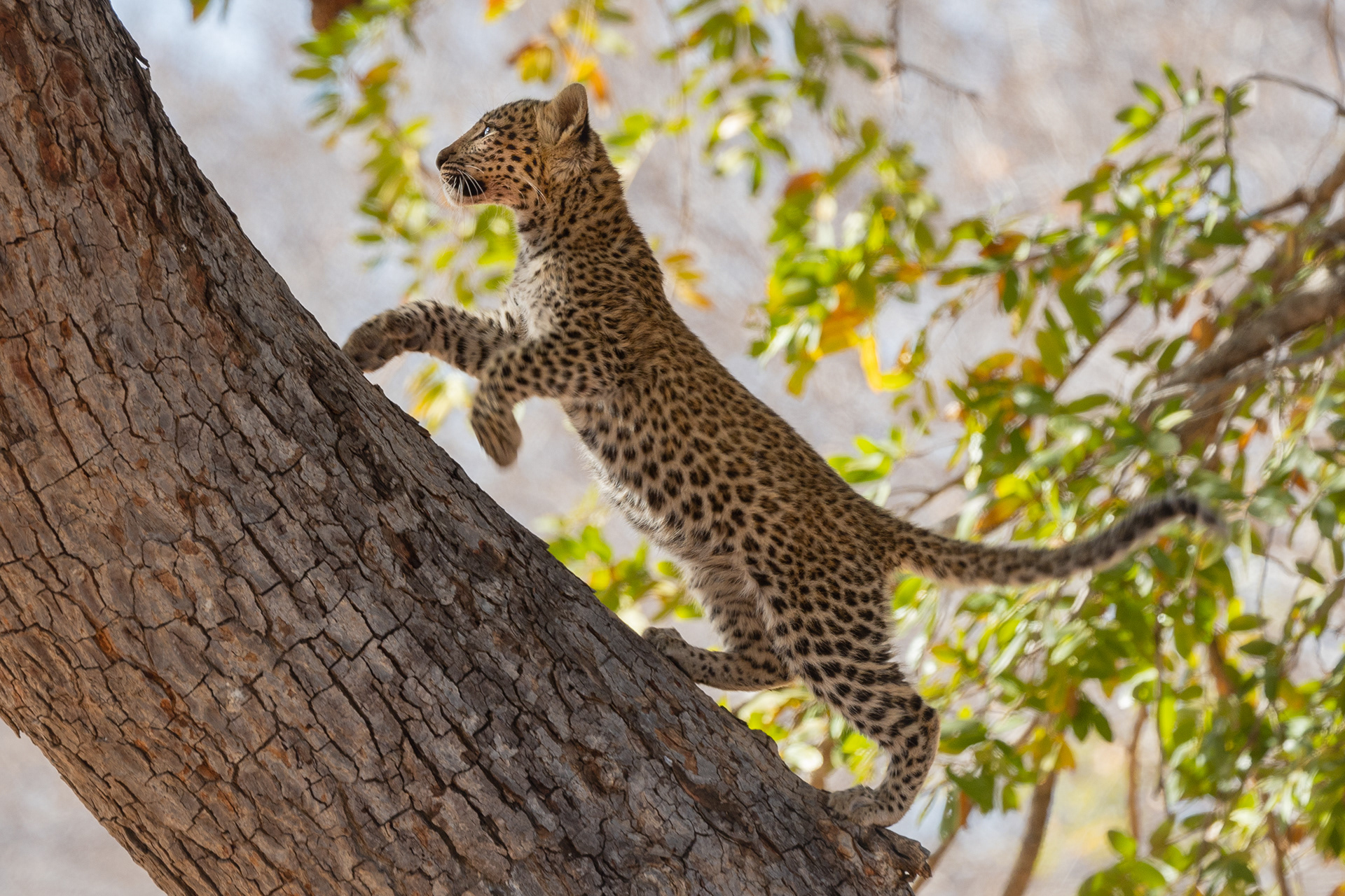 Leopard kit climbs tree