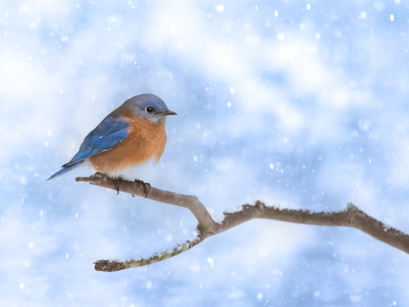 Eastern Bluebird in Snow