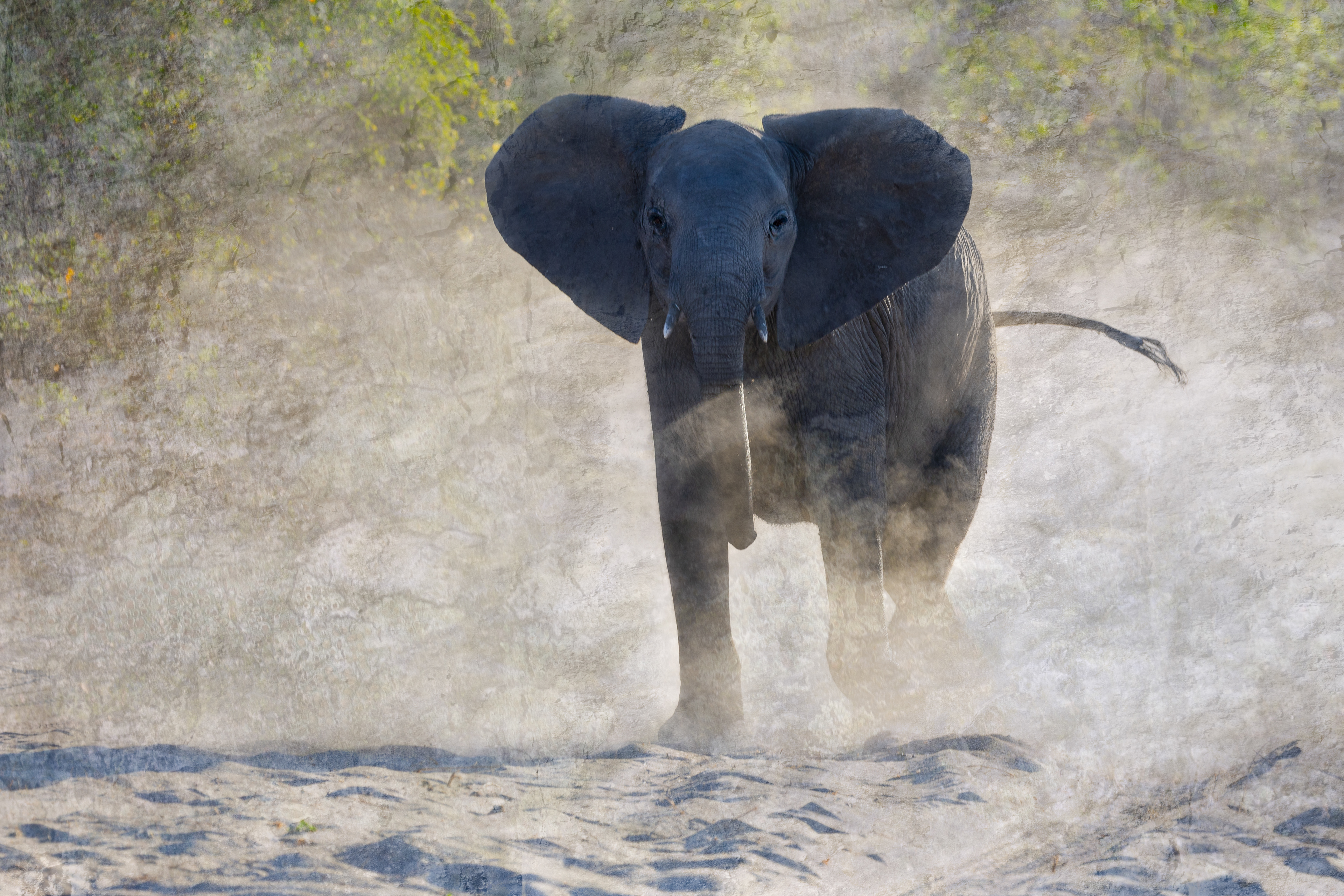 Young male elephant charging with textures 2