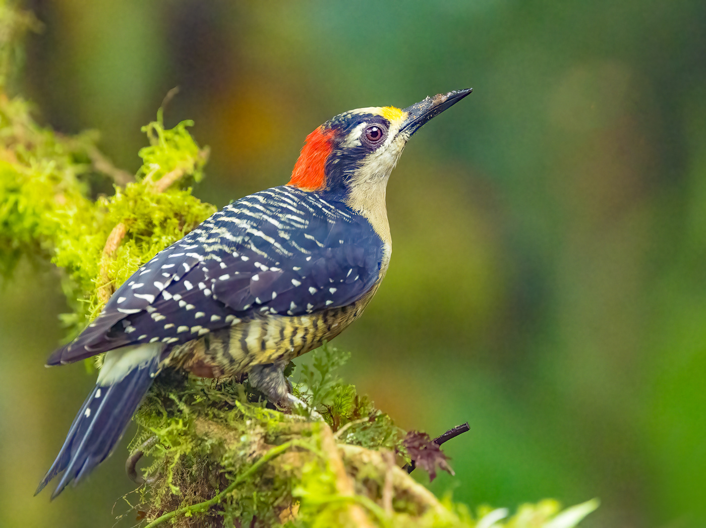 Black-cheeked Woodpecker