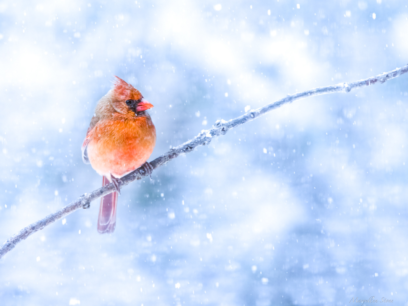 Northern Cardinal in Snow II