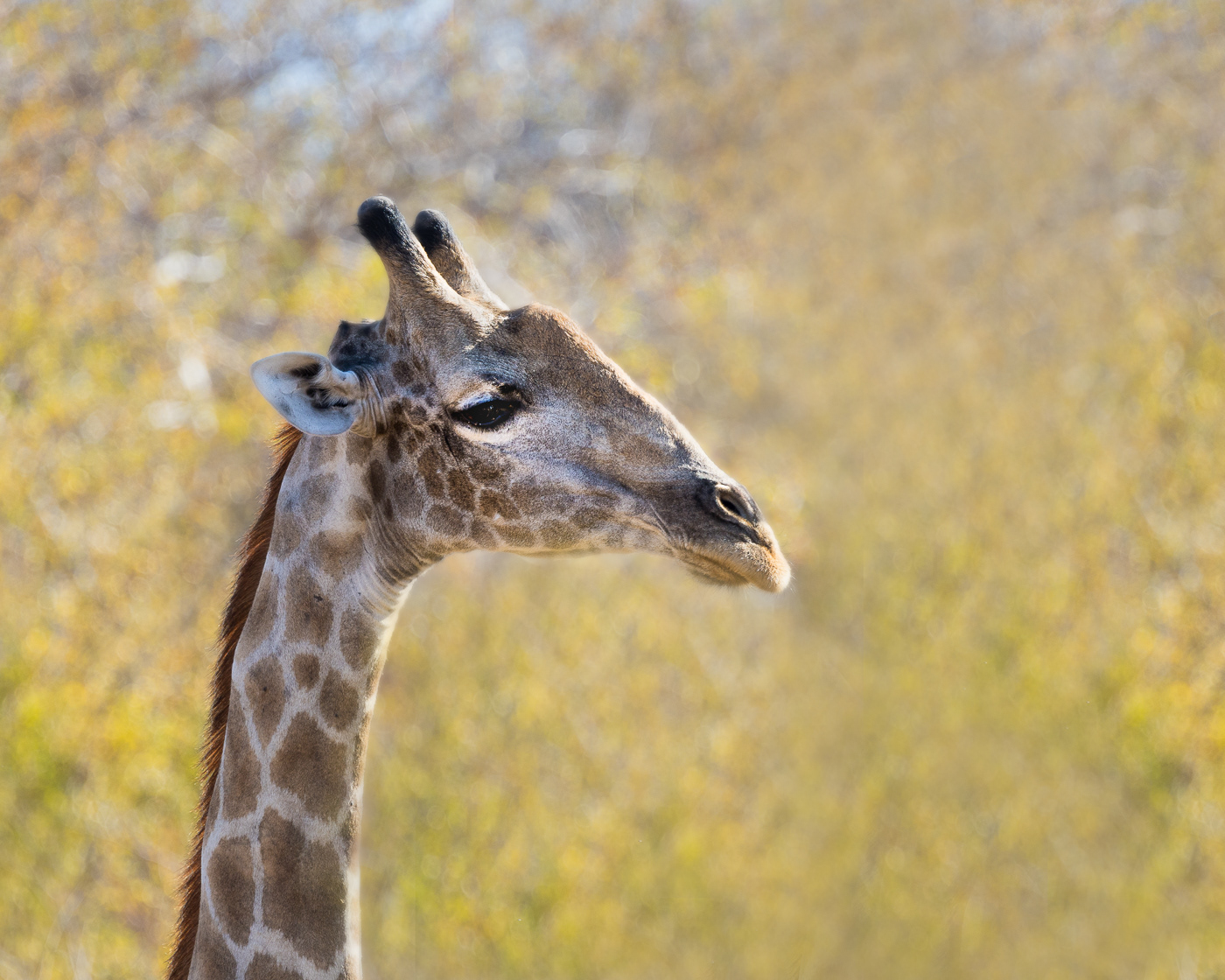 Giraffe Portrait 6623