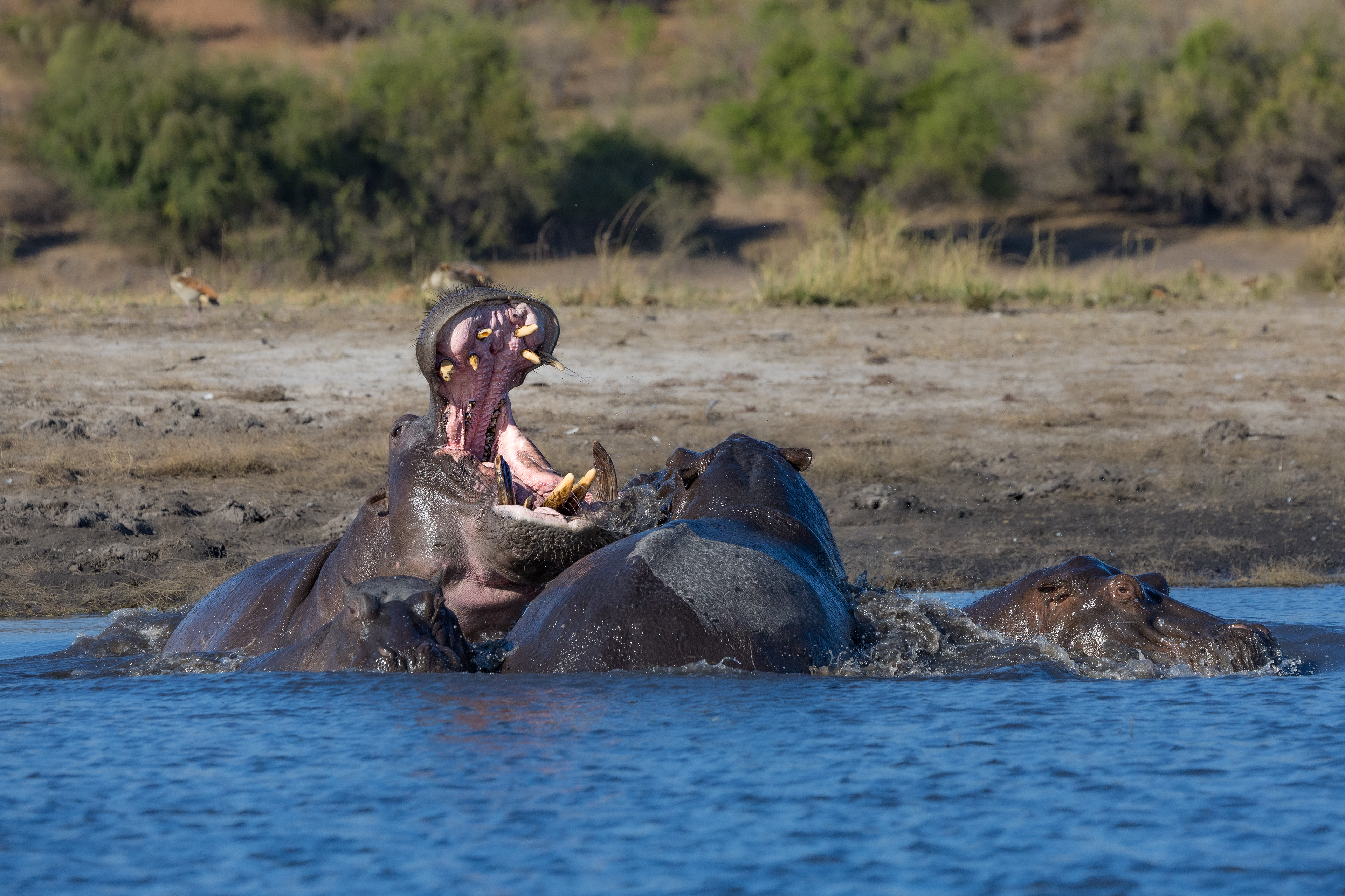 Hippos, too close