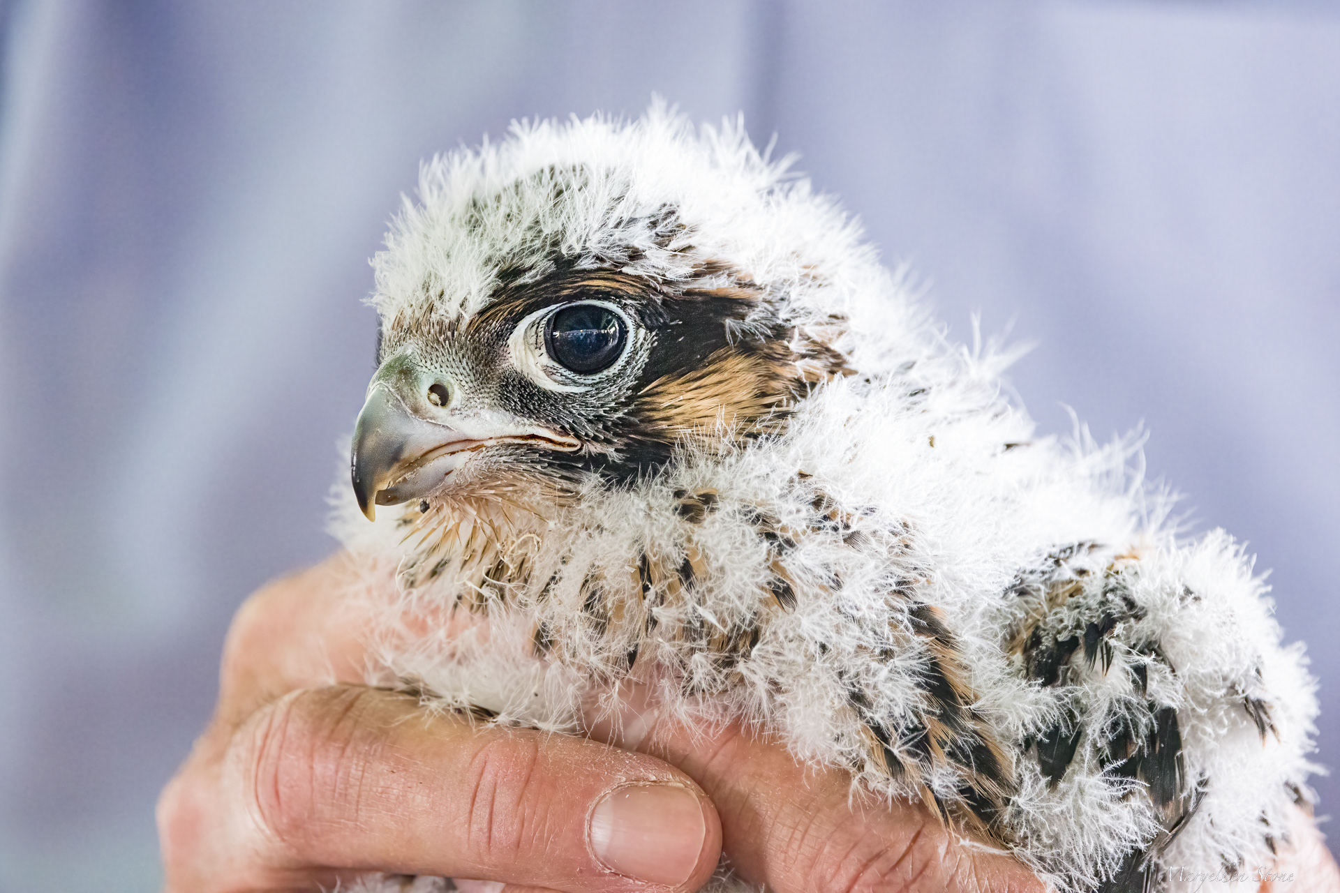 Ready For My Closeup So privileged to witness the banding of three Peregrine Falcon chicks in June.