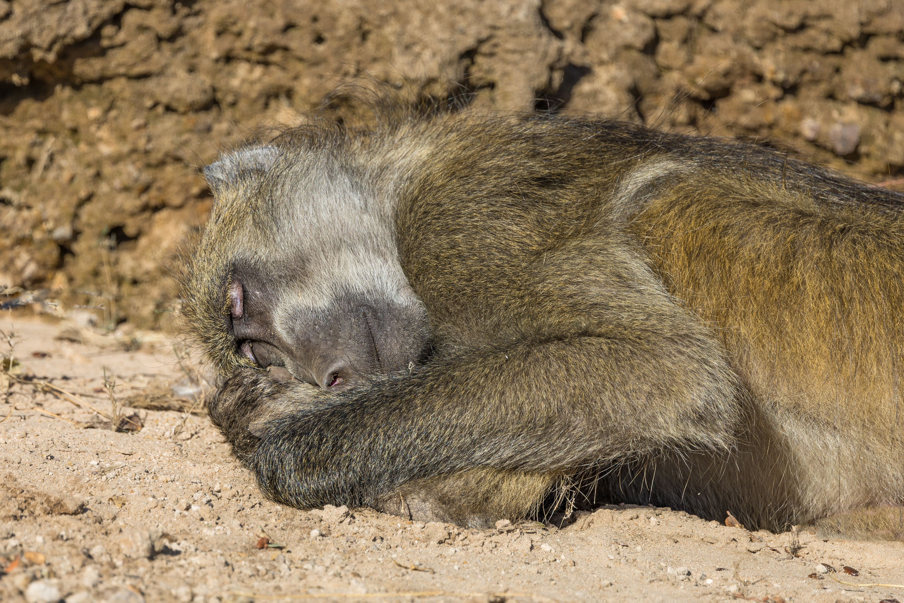 Baboon sleeping