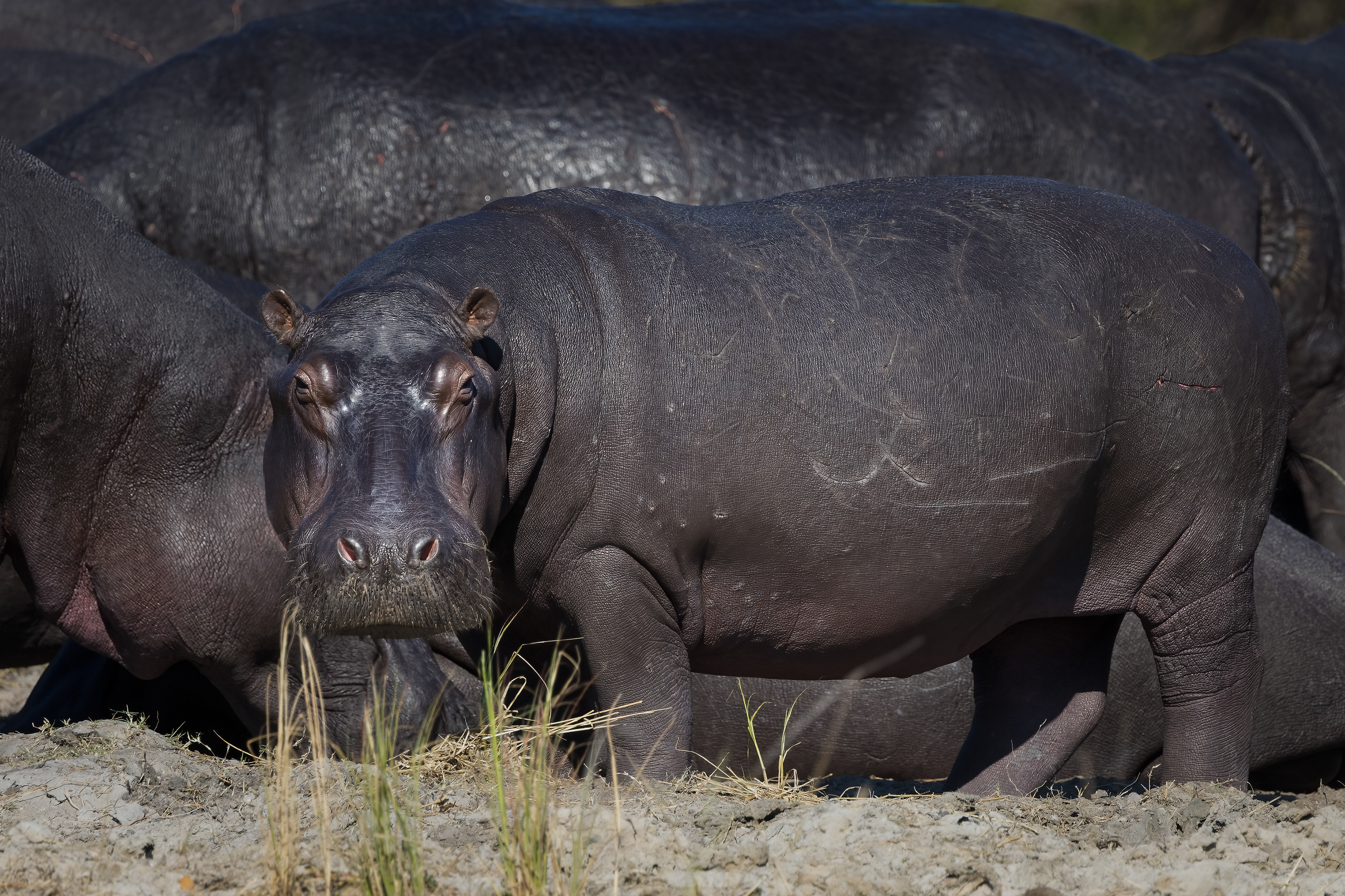 Hippo, stern stare