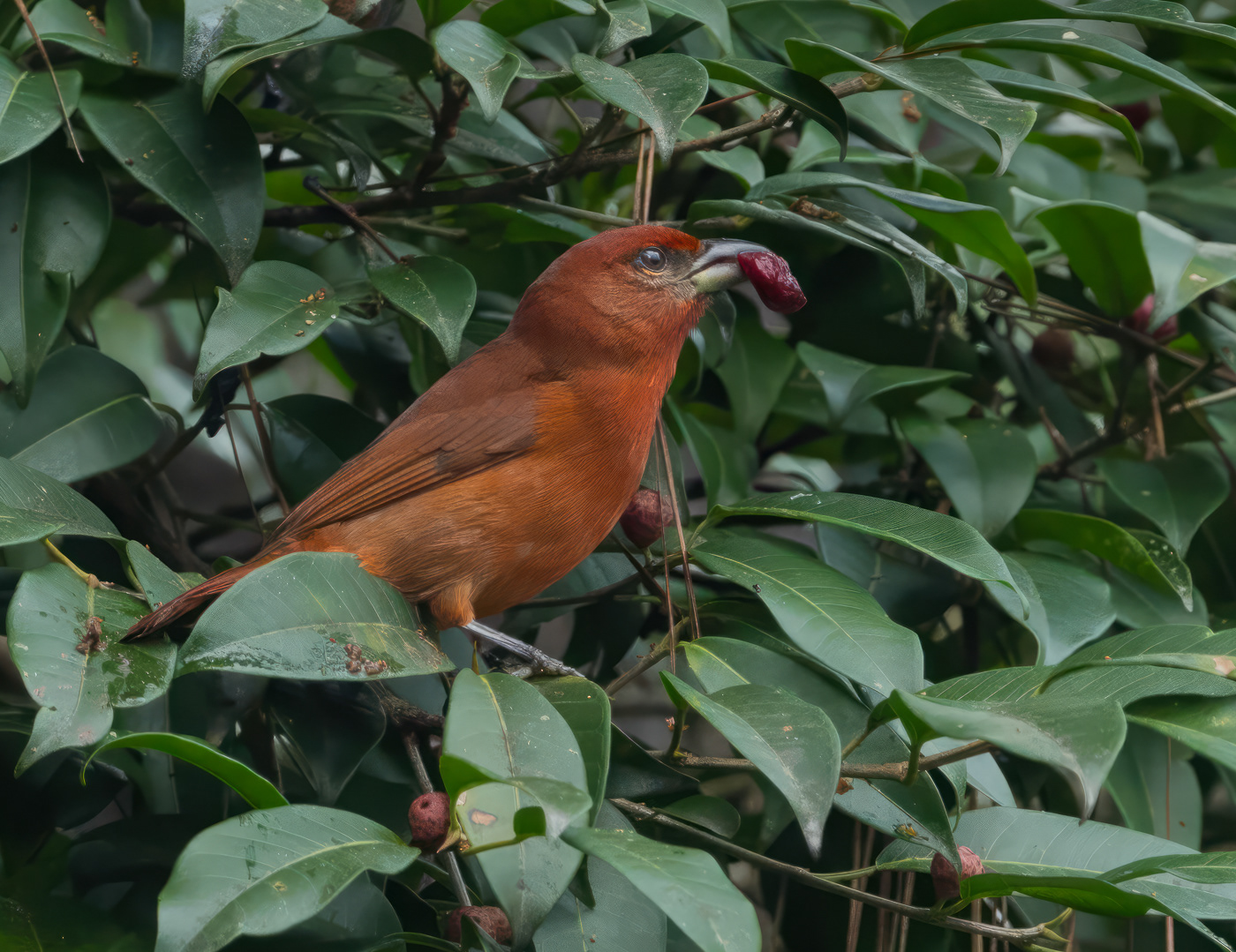 Hepatic Tanager