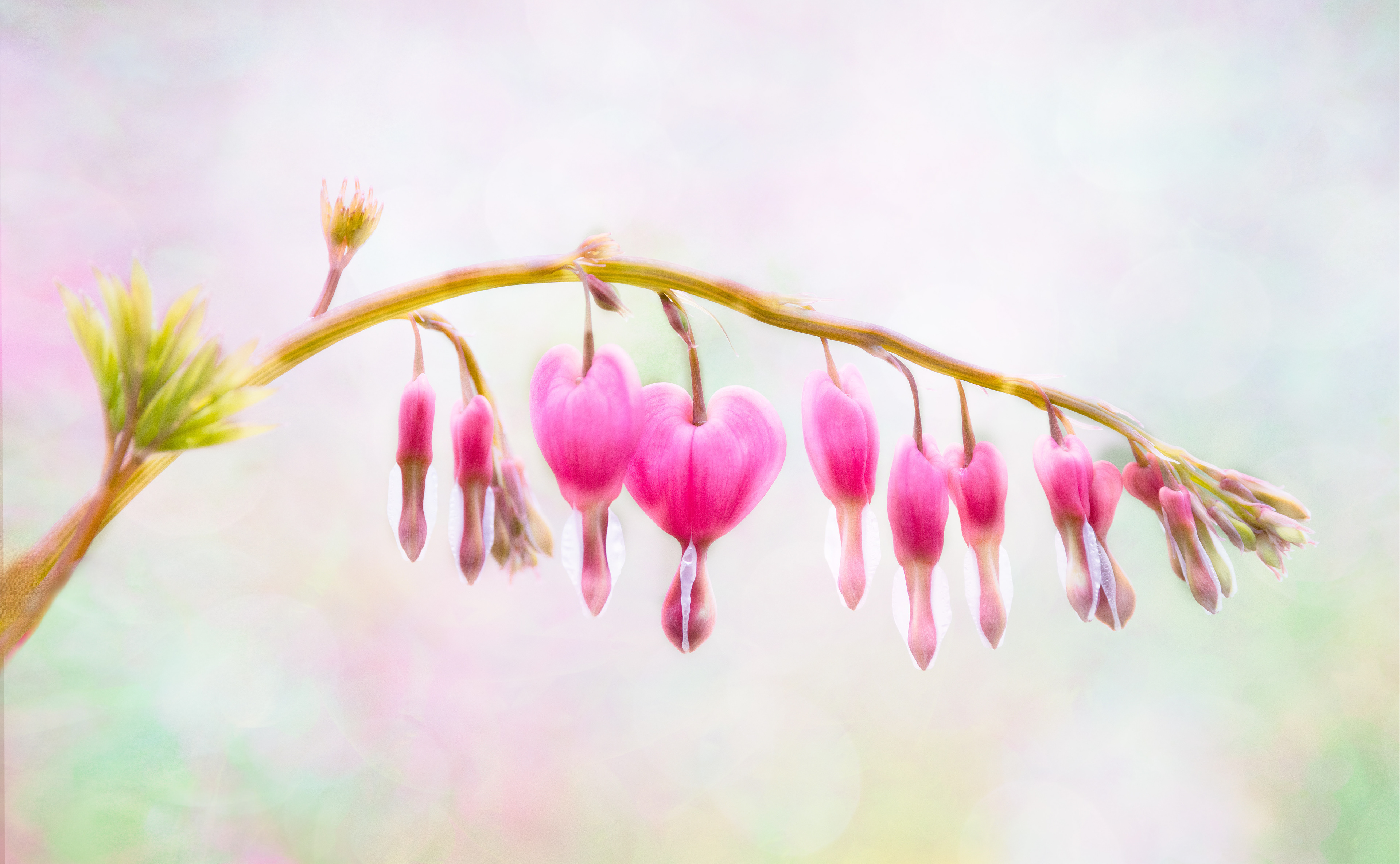 Whimsy