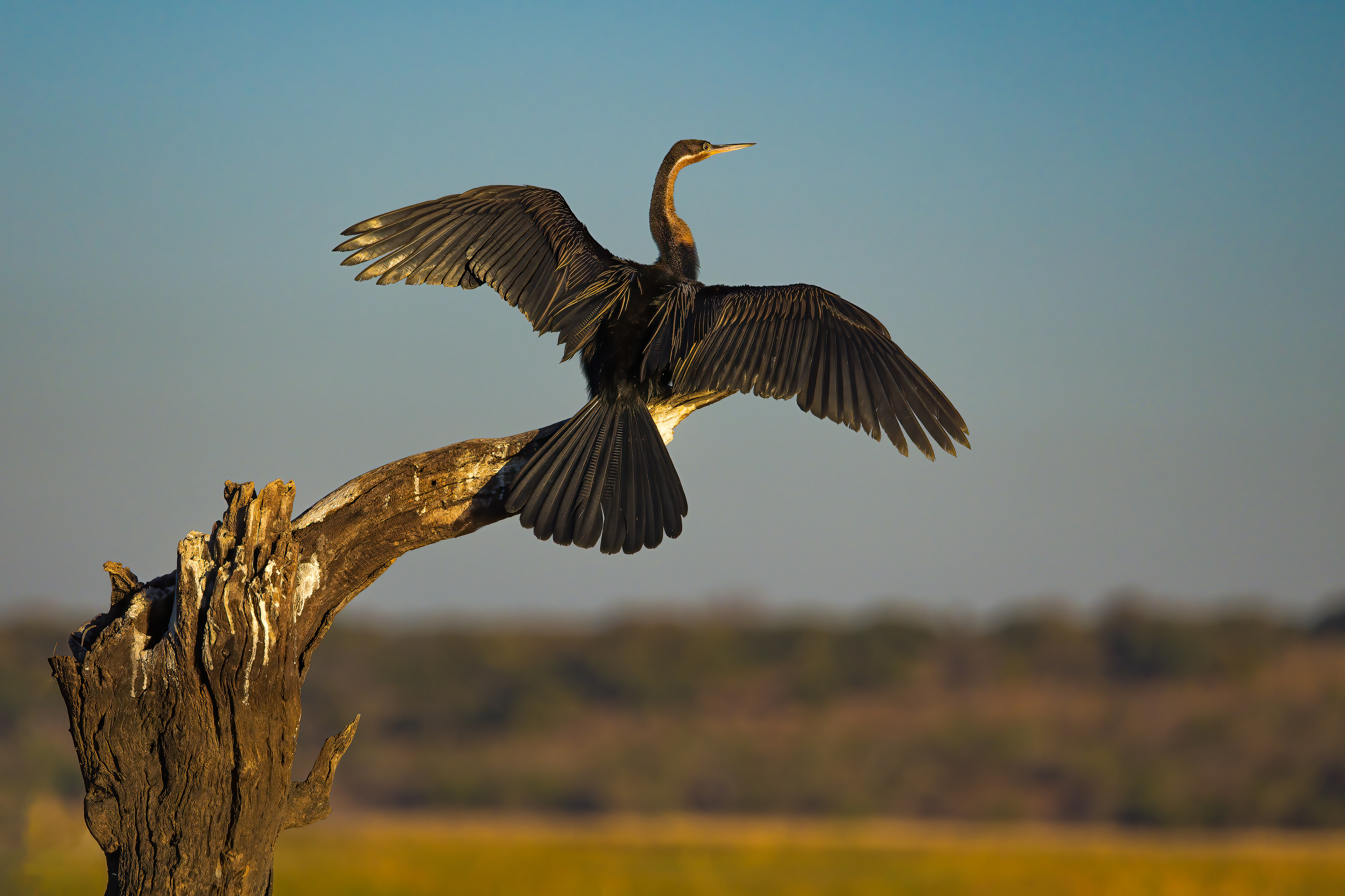 Drying Off ~ African Darter