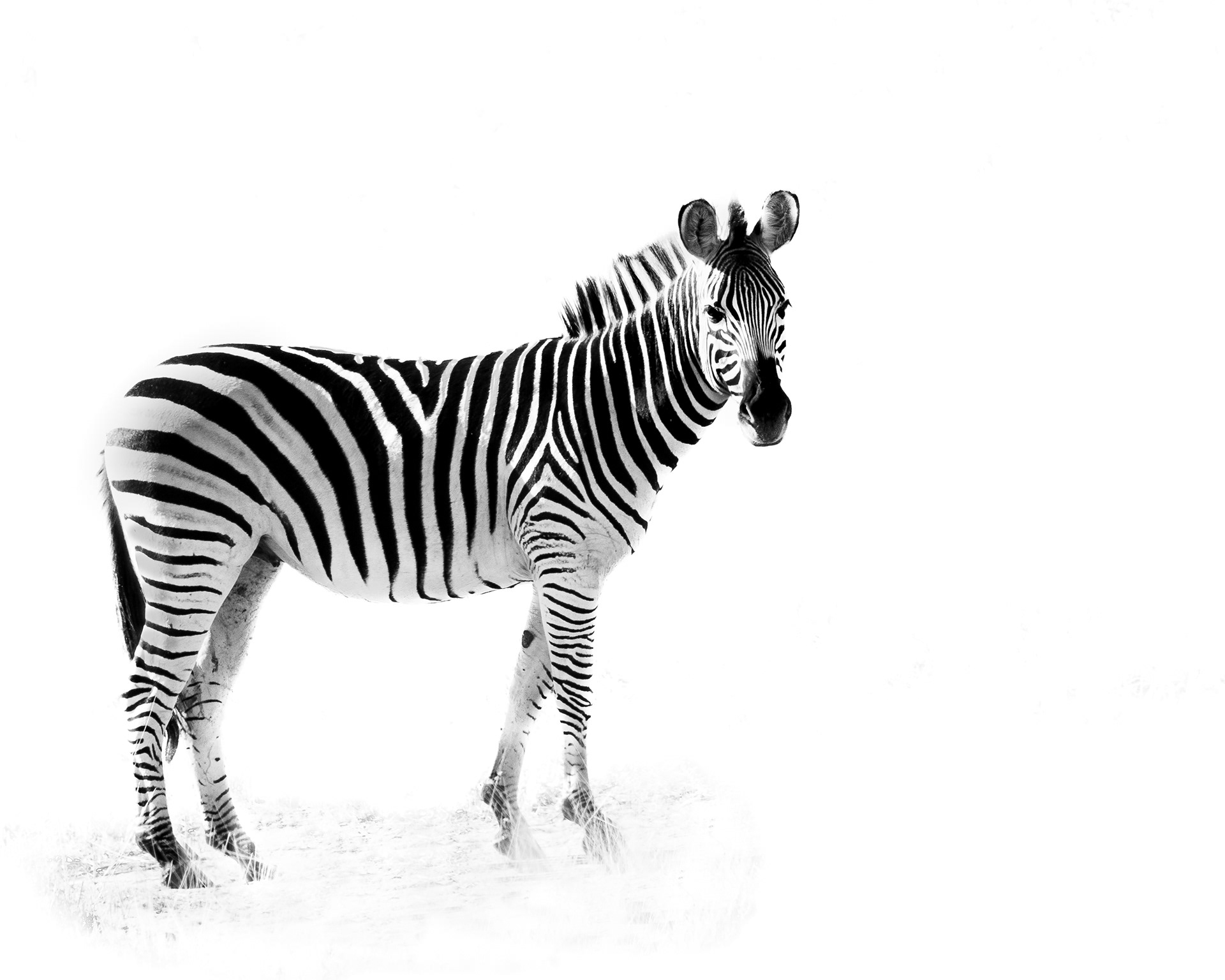 Zebra