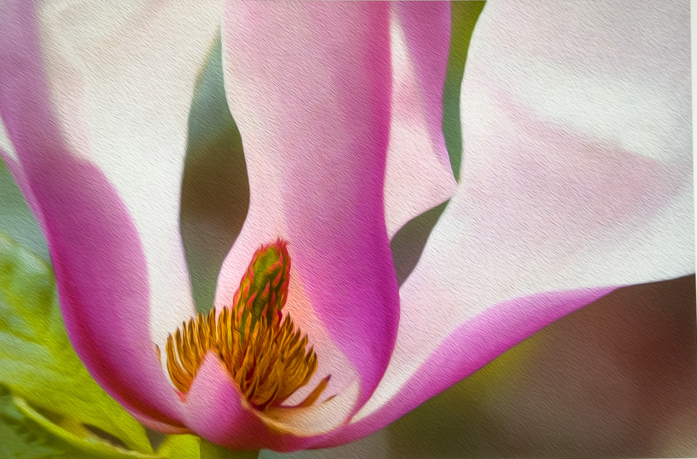 Pink Magnolia ~ The heart of the Pink Magnolia is captured here, then given an artistic, painterly treatment. 