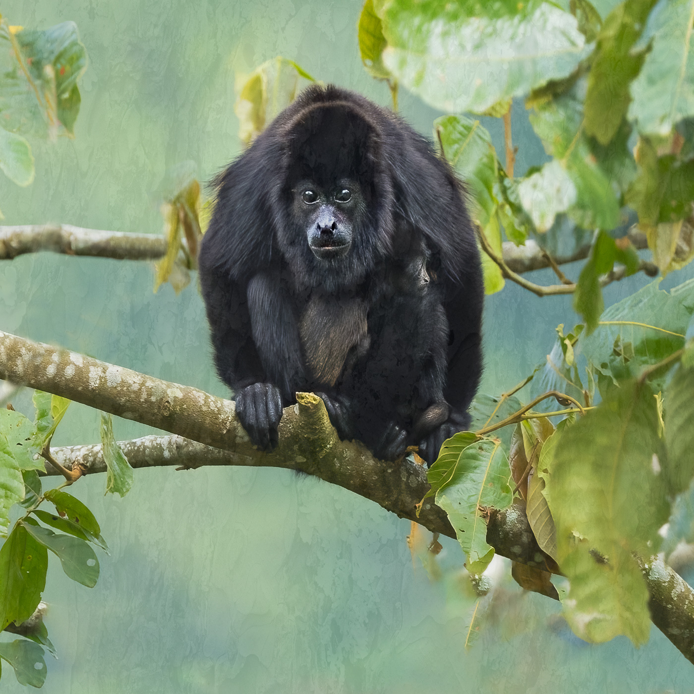 Howler Monkey