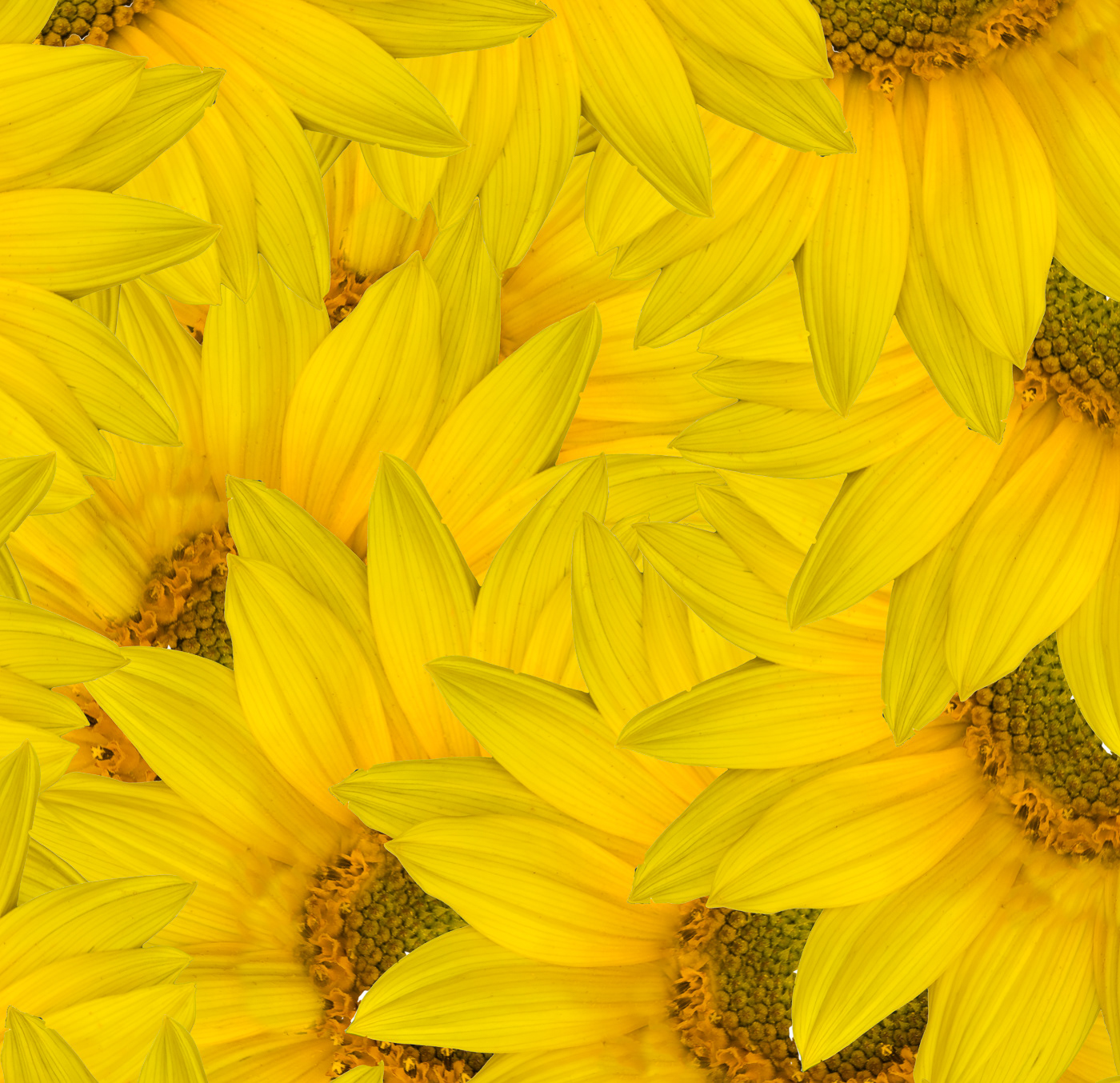 Sunflower Abstract