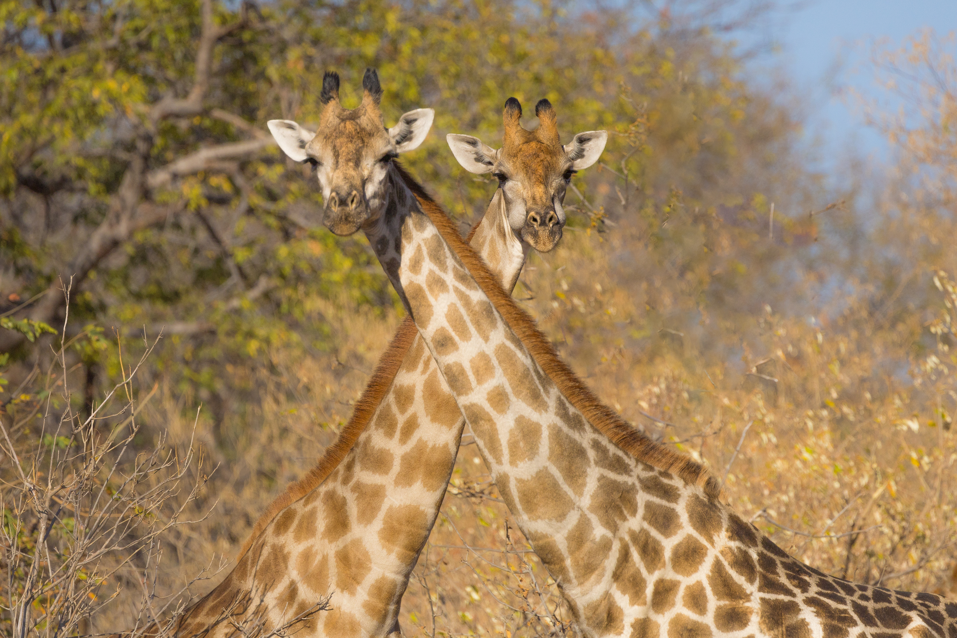 Two giraffes crossed