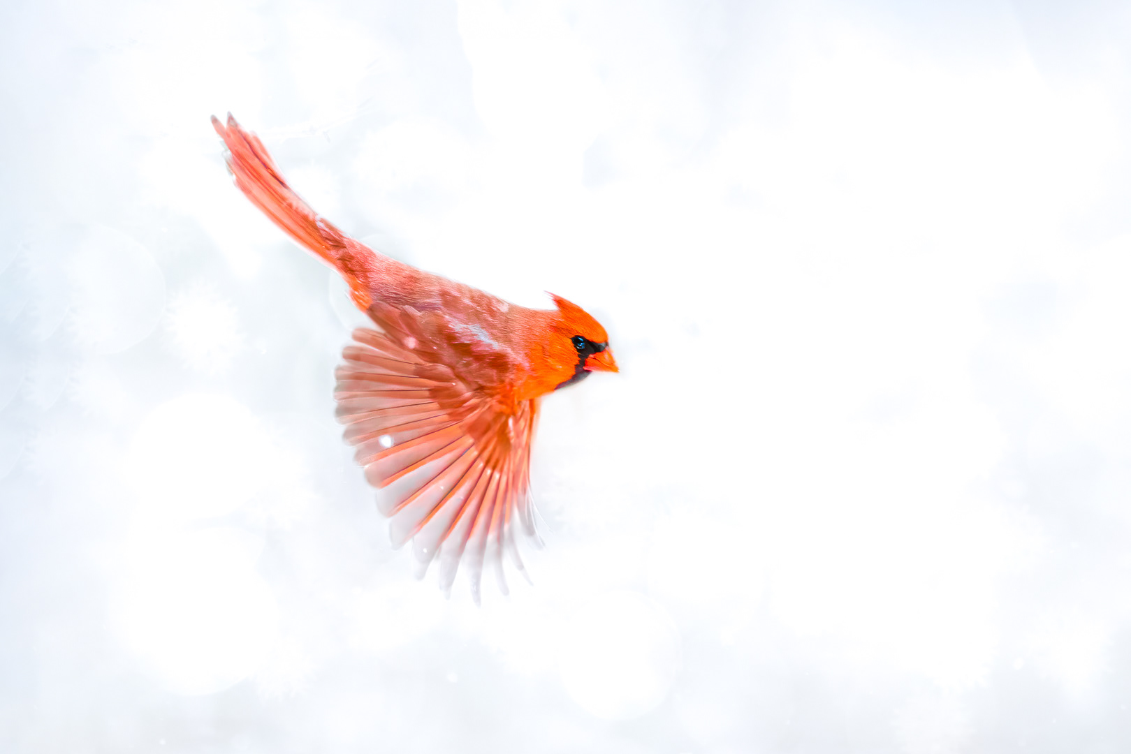 In flight ~ Northern Cardinal