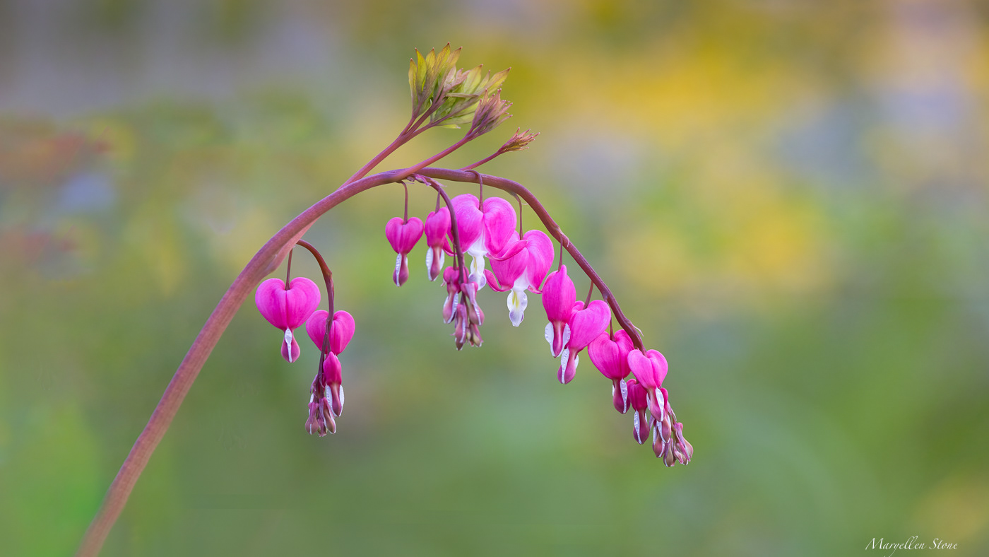 Bleeding Hearts