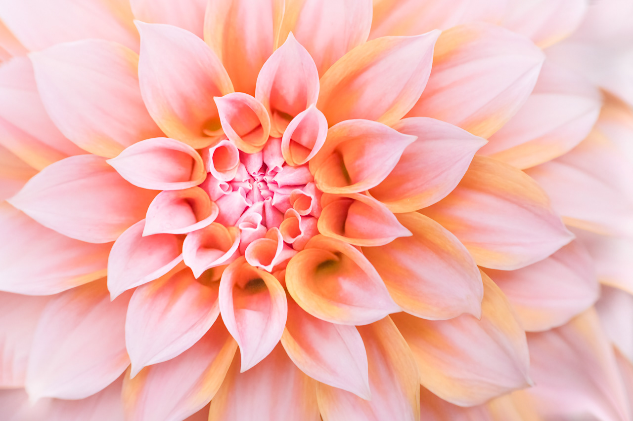 Peaches and Cream Dahlia
