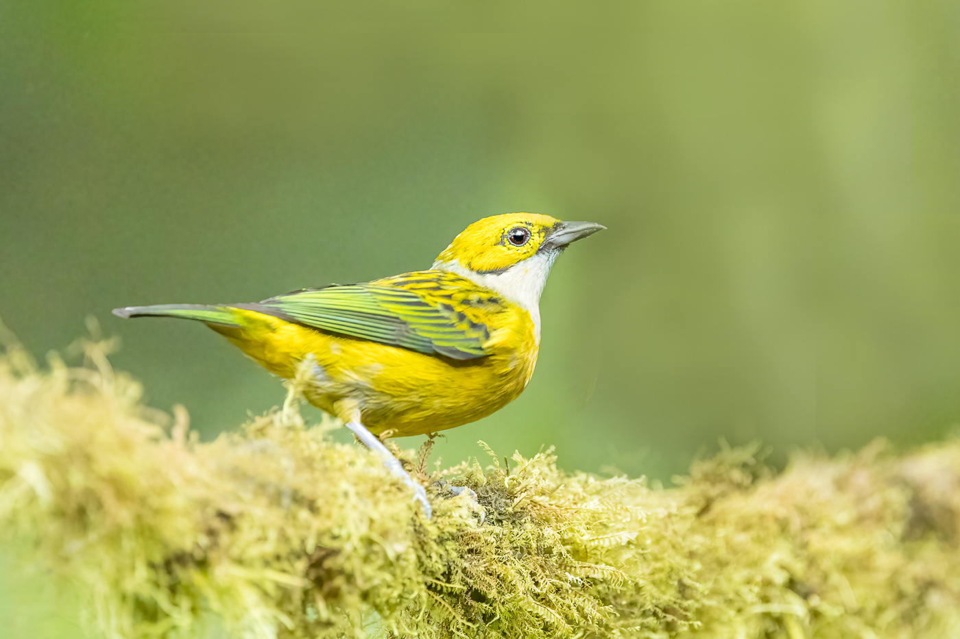 Silver-throated Tanager